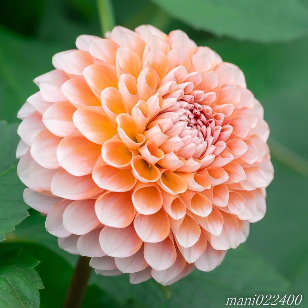 mani022400さんのインスタグラム写真 - (mani022400Instagram)「. 13 Aug. 2019 ． こんばんはー 😊 . . . . 🌺🌺🌺🌷🌷🌷🌹🌹🌹🌸🌸🌸 ご訪問ありがとうございます🙇 . お花以外の写真は サブアカウントにポストしています。 良かったら、覗いてください🙇🙇 ⬇️⬇️⬇️ @mani0224000 . 🌺🌺🌺🌷🌷🌷🌹🌹🌹🌸🌸🌸 . . . 🔷🔷🔷🔷🔷🔷🔷🔷🔷 #カメラ好きな人と繋がりたい  #flower  #花 #flowers  #写真好きな人と繋がりたい love_bestjapan  serahana #ファインダー越しの私の世界  #花のある暮らし  #bns_lite #eclecticshow #explore_floral . #9vaga9  9Vaga_Rose9  9vaga_3flowers9  #floristsandflowers #ip_blossoms_member #fabulous_shots ig_flowers #ponyfony_flowers #meiko_flora_member meiko_roses  #myheartinshots #la_flowers #rainbow_petals #top_favourite_flowers  #quintaflower #inspiring_shot #phx_flowers #dreaming_in_macro flower_special_legend  nature_special_legend  #ind_flowers #tv_flowers #best_mmf_vipday  #best_beauty_flora_  9vaga_flowersart9 #ptk_flowers #fleur_noblesse_m .」8月13日 21時21分 - mani022400