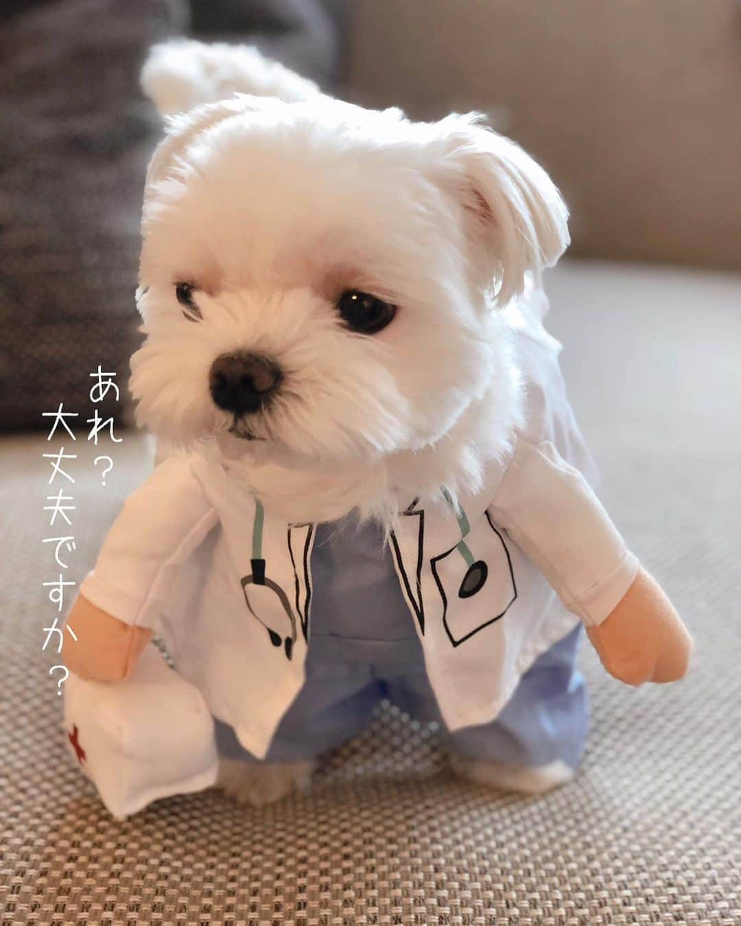 おかゆ & おもちさんのインスタグラム写真 - (おかゆ & おもちInstagram)「...🐶👨🏻‍⚕️🏥..・.✨ . . 夏バテ気味の方はいませんか？ . . おかゆクリニック🏥でお待ちしております😌 . 安心しておまかせください😉 優秀なナースもおりますので...😝 . . 年中無休、お盆も診察いたします。 治療費格安、ボーロでのお支払🆗です❣️😆 . . . ❤︎ .  #maltese #malteseofinstagram #happydog #dogsmile #doglove #doglover #doglife #dogsofinstagram #dogstagram #instadog #lovedogs #ilovemydog #cutedog #west_dog_japan #dogoftheday #멍스타그램 #애견 #말티즈 . #okayusan #マルチーズ #エブリドッグ #犬バカ部 #癒しわんこ #わんこ #愛犬 #大好き #pecoいぬ部 #いぬすた #みんなのわんこ #コスプレ」8月13日 21時30分 - okayuchan0421