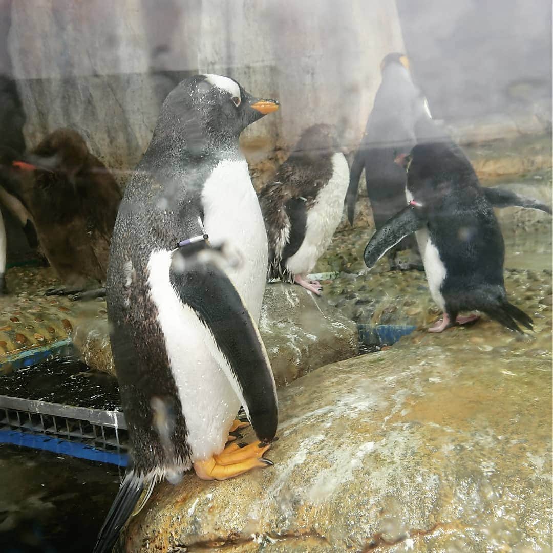 吉井怜さんのインスタグラム写真 - (吉井怜Instagram)「ペンギンとラッコ  水族館でペンギンの動きをじっくり見ていたら すっかりファンになりました😄  水族館、海、サメ等のテレビ放送もよく観るんですけど、 そんな中、ふとラッコの行動に魅了されて、 ラッコに会いに水族館に行きたいと思う今日この頃なのでした。  #いつぞやの写真 #ペンギン #水族館  #吉井怜 #amebablog #吉井怜オフィシャルブログ #aquamarine18 #シェア投稿」8月13日 21時37分 - rei_yoshii