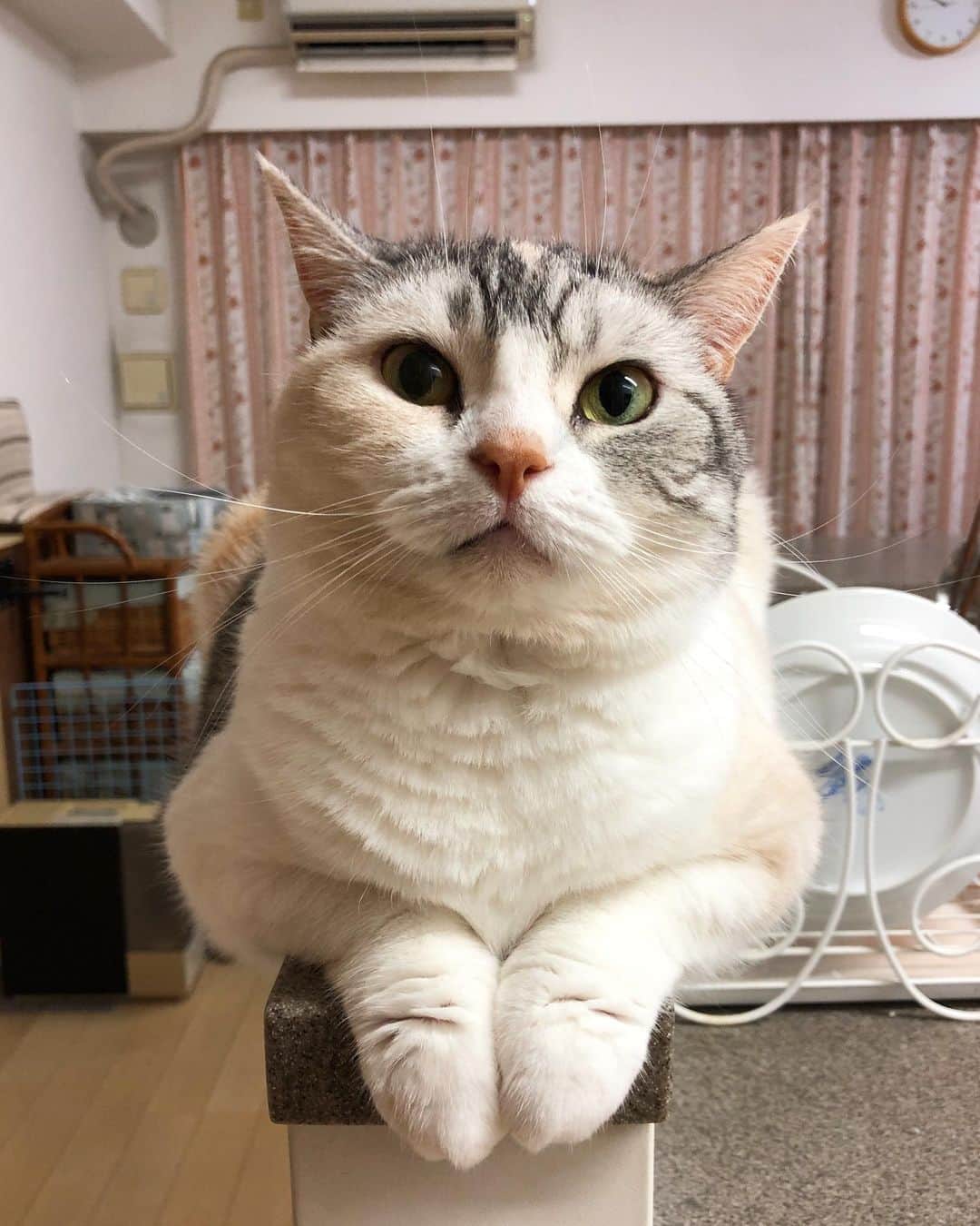 ホタテ＆クラム＆シラスのインスタグラム：「おそらくエアコンの風が一番当たる場所 #cat #neko #ScottishFold #猫 #ねこ #スコティッシュフォールド #catstagram #instagram #instagramjapan #ig_japan #igersjp」