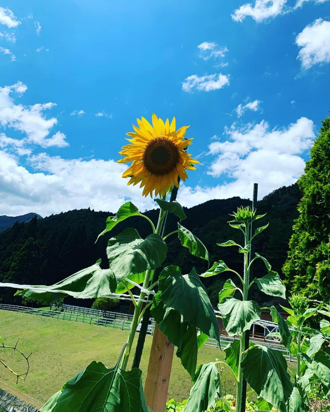 武部柚那さんのインスタグラム写真 - (武部柚那Instagram)「It's summer🌻🥰✨ 少しの夏休み体感中🤟💘」8月13日 22時07分 - yuzuna__takebe__official