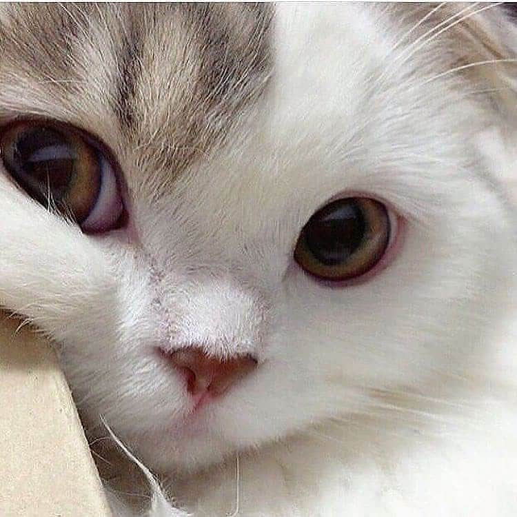Cute Pets Dogs Catsさんのインスタグラム写真 - (Cute Pets Dogs CatsInstagram)「Look at her! She is adorable!💕🐈 📩 Submit your cat's photo to our contest email to be featured💕 ⠀⠀⠀⠀⠀⠀⠀⠀⠀ Notification ON 💙 #kittens_of_world and follow us to be featured 😸 From Unknown ⠀⠀⠀⠀⠀⠀⠀⠀⠀ #kitty #cats #kitten #kittens #kedi #katze #แมว #猫 #ねこ #ネコ #貓 #고양이 #Кот #котэ #котик #кошка #cat #cats #catofinstagram #catoftheday #catlover #catsagram #catlovers #cat_features #catlady #catlife #catlove #catsgram #cutecat」8月13日 22時22分 - dailycatclub