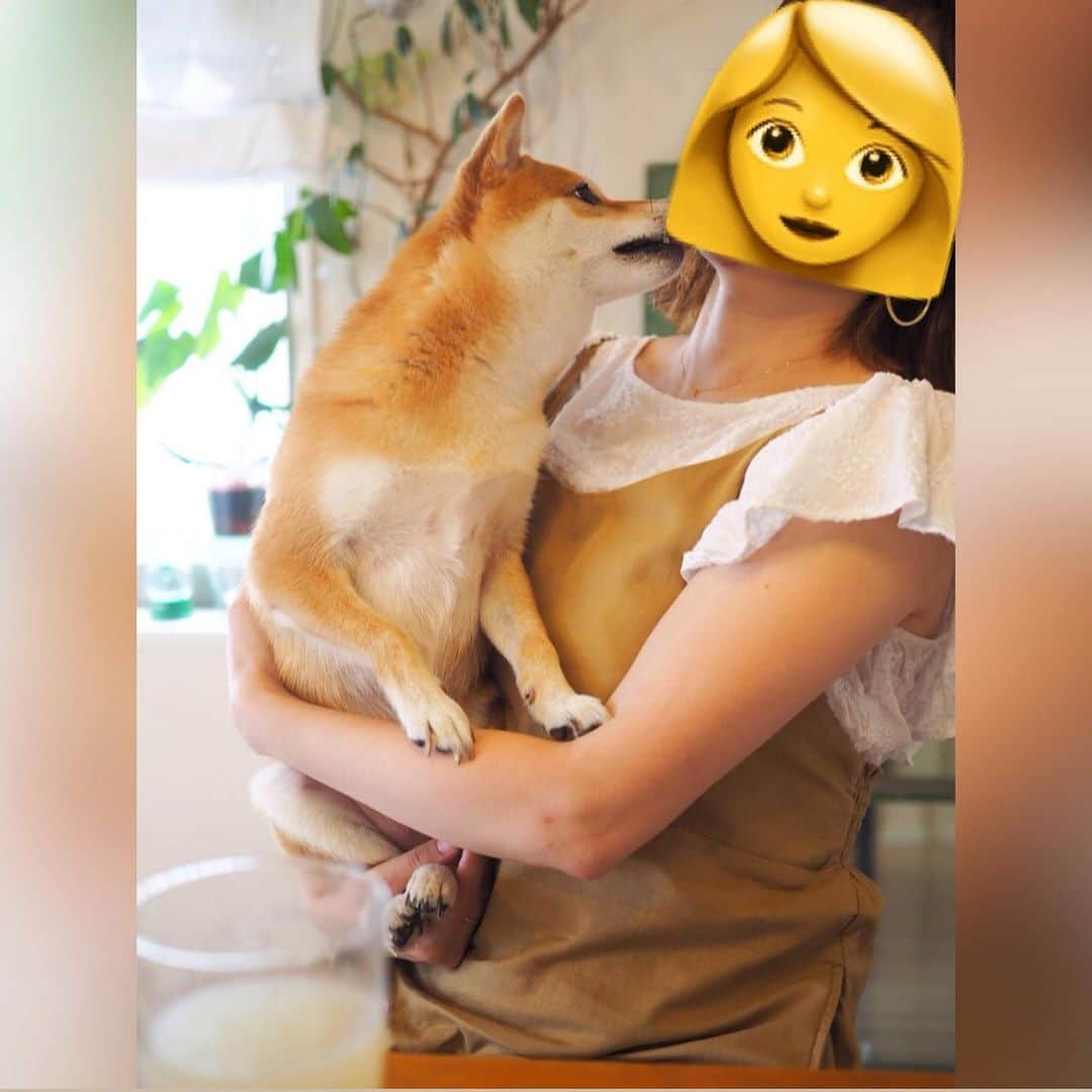 豆柴にこちゃんさんのインスタグラム写真 - (豆柴にこちゃんInstagram)「🐶 今日は私のお友達が家に遊びにきてくれたよ❣️ 我が家に唯一泊まりに来てたルーク君🐕のママ。 . にこも何度も遊んでもらってるので大喜び✨ レアなしっぽフリフリ🎵 . 昼から飲んで食べて喋り倒したぁ🍹 人間のごはんを恨めしそうに覗き込む 豆柴のひょっこりはんが…🤣 . 本日のお品書き 🐟タイのアジアンカルパッチョ 🥚オイスター風味のこっくり味玉 🍑桃生ハムモッツァレア （チャービル買ったのに乗せ忘れた） 🇰🇷チーズダッカルビ . #柴犬#豆柴#pecoいぬ部#犬#わんこ#犬#ここ柴部#shibainu#dog#mameshiba#pecotv#dog#いぬのきもち部#しばいぬ#しばけん#こいぬ#シバイヌ#いぬ#イヌ#赤柴#マメシバ#ペット#日本犬#子犬#puppy#doggo#pet#시바견#강아지#개」8月13日 22時22分 - nikochan.mame48