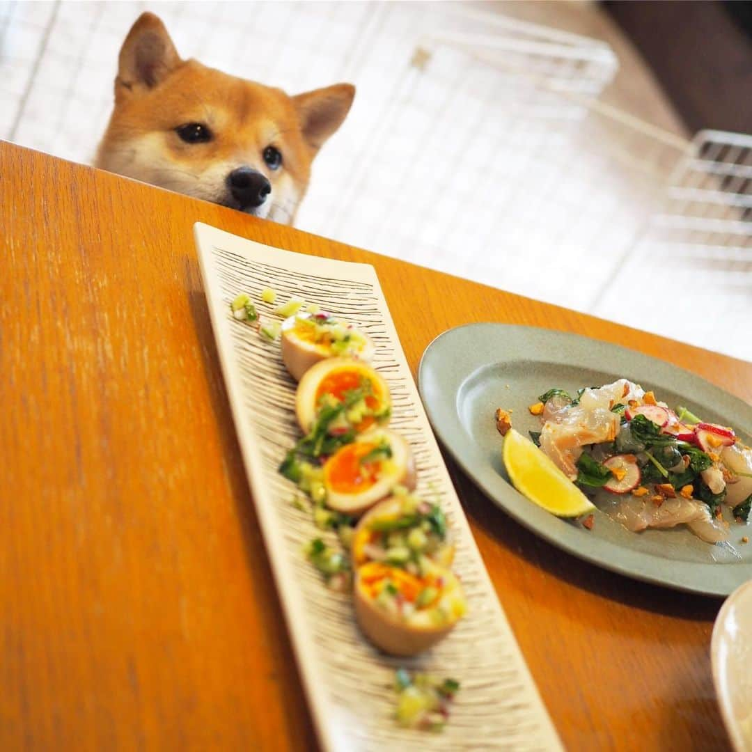 豆柴にこちゃんさんのインスタグラム写真 - (豆柴にこちゃんInstagram)「🐶 今日は私のお友達が家に遊びにきてくれたよ❣️ 我が家に唯一泊まりに来てたルーク君🐕のママ。 . にこも何度も遊んでもらってるので大喜び✨ レアなしっぽフリフリ🎵 . 昼から飲んで食べて喋り倒したぁ🍹 人間のごはんを恨めしそうに覗き込む 豆柴のひょっこりはんが…🤣 . 本日のお品書き 🐟タイのアジアンカルパッチョ 🥚オイスター風味のこっくり味玉 🍑桃生ハムモッツァレア （チャービル買ったのに乗せ忘れた） 🇰🇷チーズダッカルビ . #柴犬#豆柴#pecoいぬ部#犬#わんこ#犬#ここ柴部#shibainu#dog#mameshiba#pecotv#dog#いぬのきもち部#しばいぬ#しばけん#こいぬ#シバイヌ#いぬ#イヌ#赤柴#マメシバ#ペット#日本犬#子犬#puppy#doggo#pet#시바견#강아지#개」8月13日 22時22分 - nikochan.mame48