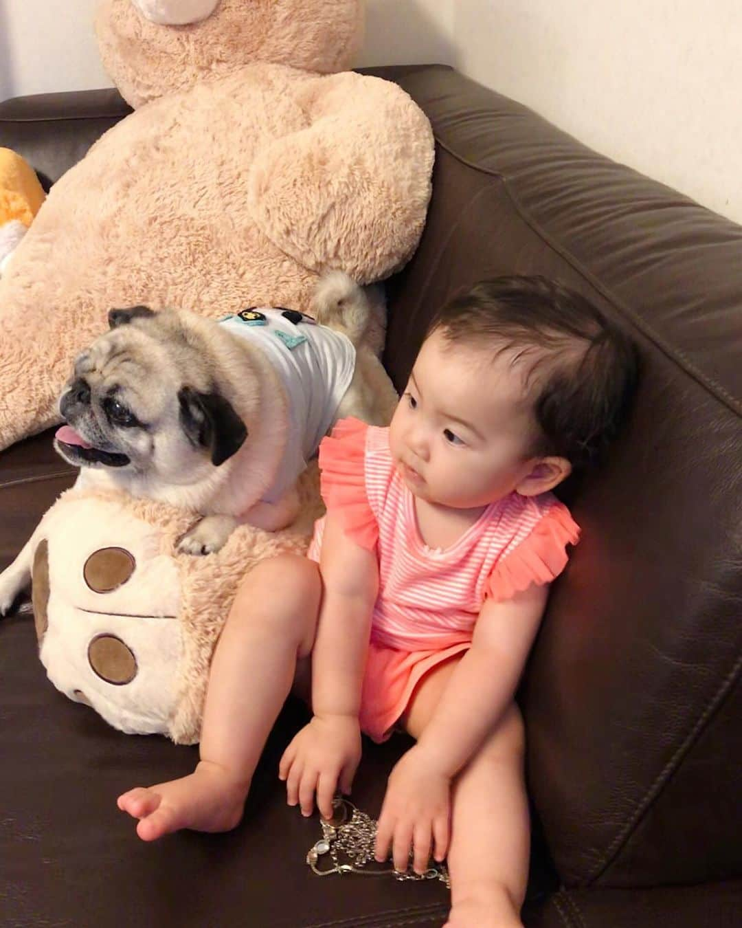 T&P Brothersさんのインスタグラム写真 - (T&P BrothersInstagram)「今日は仲良く一緒にテレビを見ていました☺️💕 #pug #pugstagram #dog #パグ #pom  #ポム #柴パグ #퍼그 #泥料 #巴哥 #ベビフル #ママリ #コドモノ #コノビー #ママタス #赤ちゃんと犬 #生後16ヶ月 #1歳 #1歳4ヶ月」8月13日 22時24分 - tora_pom_happylife