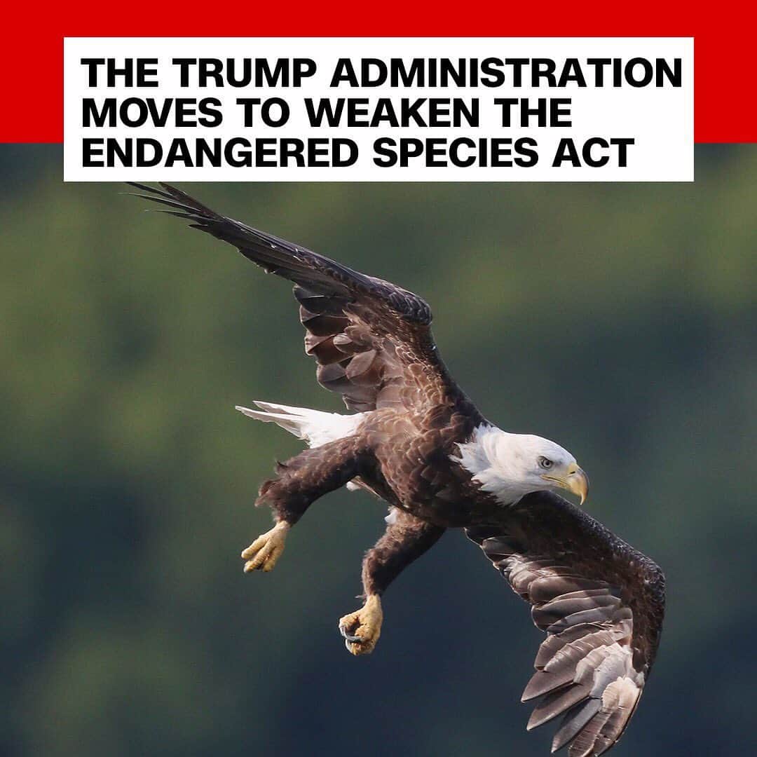 CNNさんのインスタグラム写真 - (CNNInstagram)「Follow ➡️ @cnnclimate ➡️ The US Interior Department announced significant changes Monday that would weaken how the Endangered Species Act is implemented, a move critics fear will allow for more oil and gas drilling and limit how much regulators consider the impacts of the climate crisis. The announcement is the Trump administration’s latest move to overhaul the nation’s environmental frameworks ⁠— in this case, a law credited with saving the bald eagle and grizzly bear from extinction. One environmental group said it will “see the Trump administration in court.” Other environmental groups and some states are also expected to sue. (📸: Getty Images/Bruce Bennett)」8月13日 22時36分 - cnn