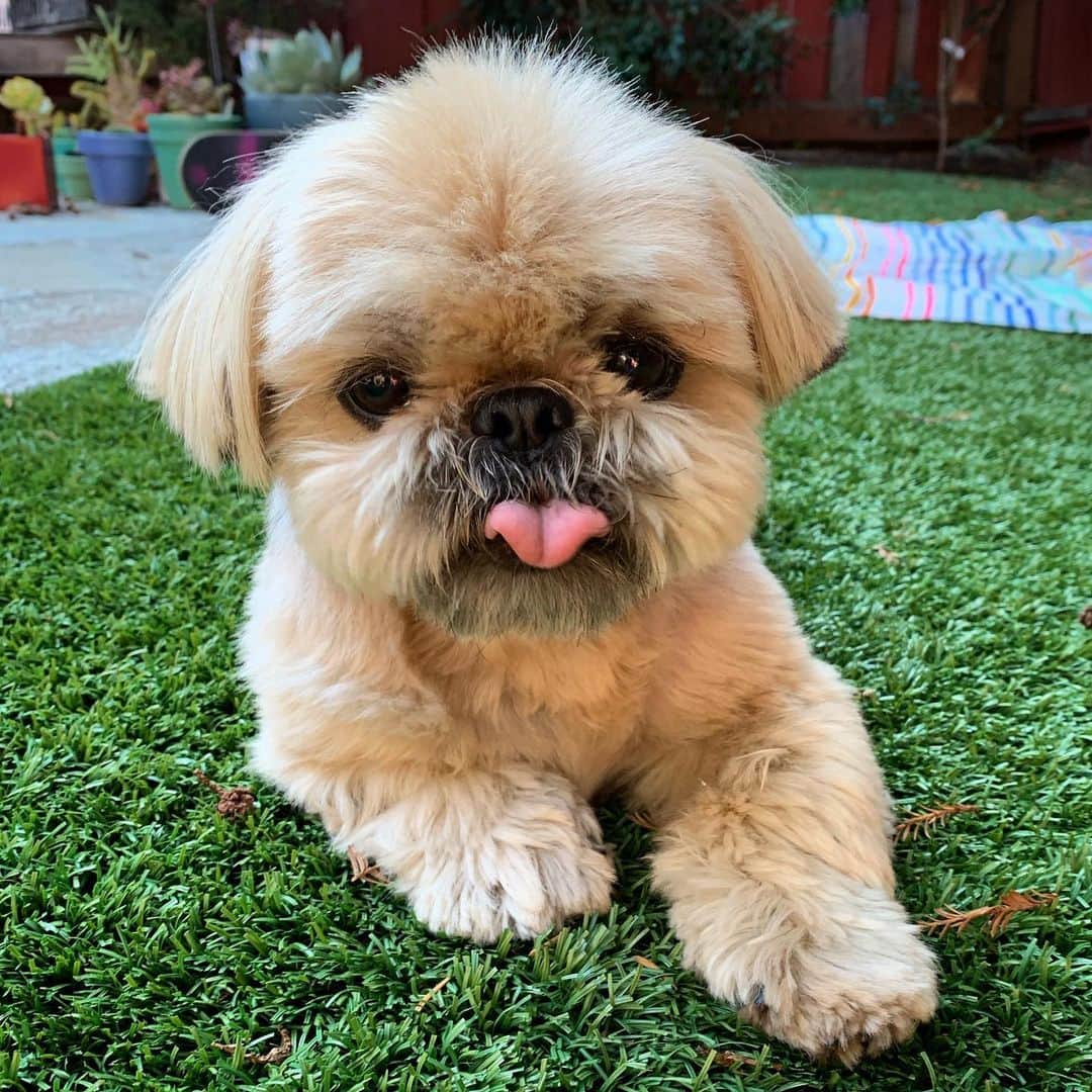 Dougie the Shih Tzuさんのインスタグラム写真 - (Dougie the Shih TzuInstagram)「Tongue out Tuesday 🐶」8月13日 22時39分 - dailydougie