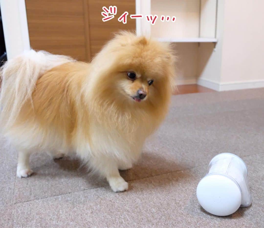 Hanaさんのインスタグラム写真 - (HanaInstagram)「ブログ更新しました♪ プロフィールから飛べます🚀 http://kedamakyoudai.blog.jp/ * お姉は このロボットから オヤツが出る事を覚えた * * #Pomeranian#pom#pompom#pomstagram#pets#dogs#doglover#dogsofinstagram#dogstagram#Japan#Kawaii#fluffydog#ポメラニアン#ライブドアインスタブロガー#犬#いぬら部#pecoいぬ部#もふもふ#ふわもこ部#cute#cutedog#funny#funnydog#いぬのきもち#varram#バレムペットフィットネス」8月14日 8時23分 - mofu2family