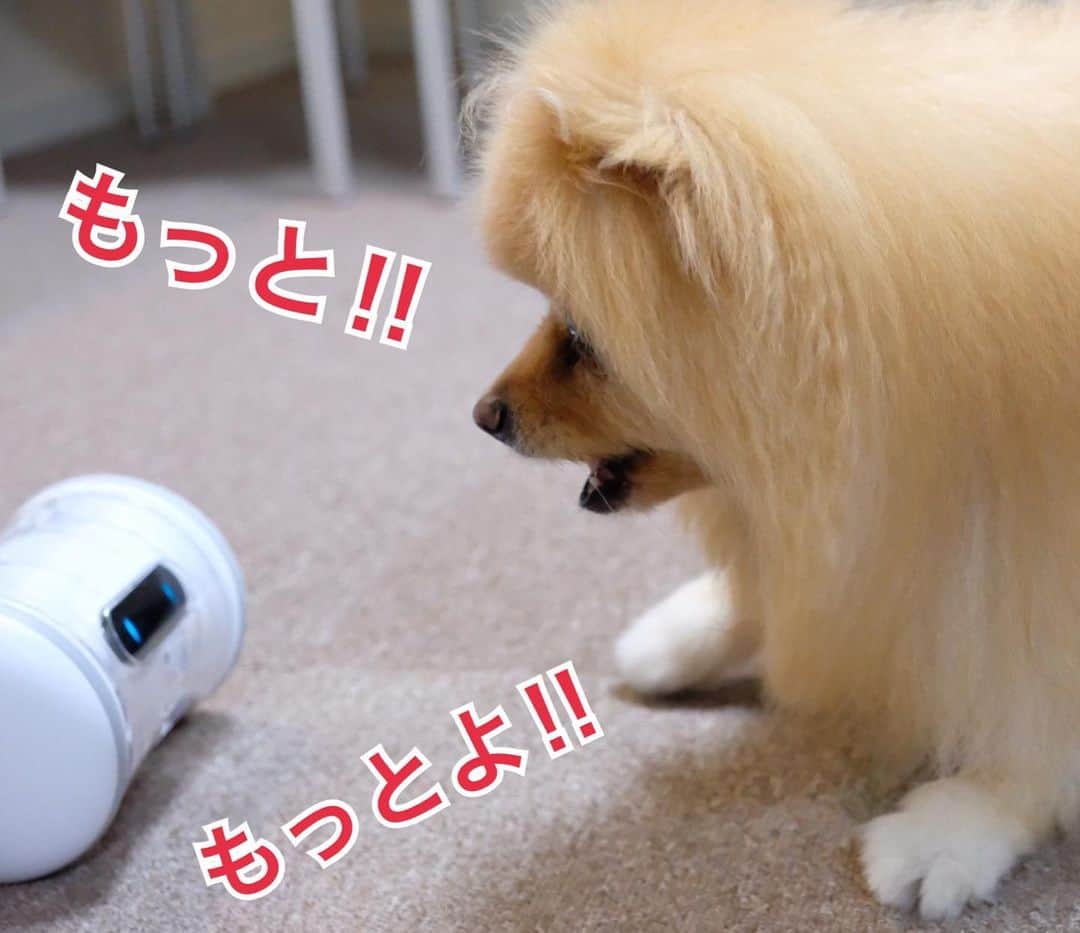Hanaさんのインスタグラム写真 - (HanaInstagram)「ブログ更新しました♪ プロフィールから飛べます🚀 http://kedamakyoudai.blog.jp/ * お姉は このロボットから オヤツが出る事を覚えた * * #Pomeranian#pom#pompom#pomstagram#pets#dogs#doglover#dogsofinstagram#dogstagram#Japan#Kawaii#fluffydog#ポメラニアン#ライブドアインスタブロガー#犬#いぬら部#pecoいぬ部#もふもふ#ふわもこ部#cute#cutedog#funny#funnydog#いぬのきもち#varram#バレムペットフィットネス」8月14日 8時23分 - mofu2family