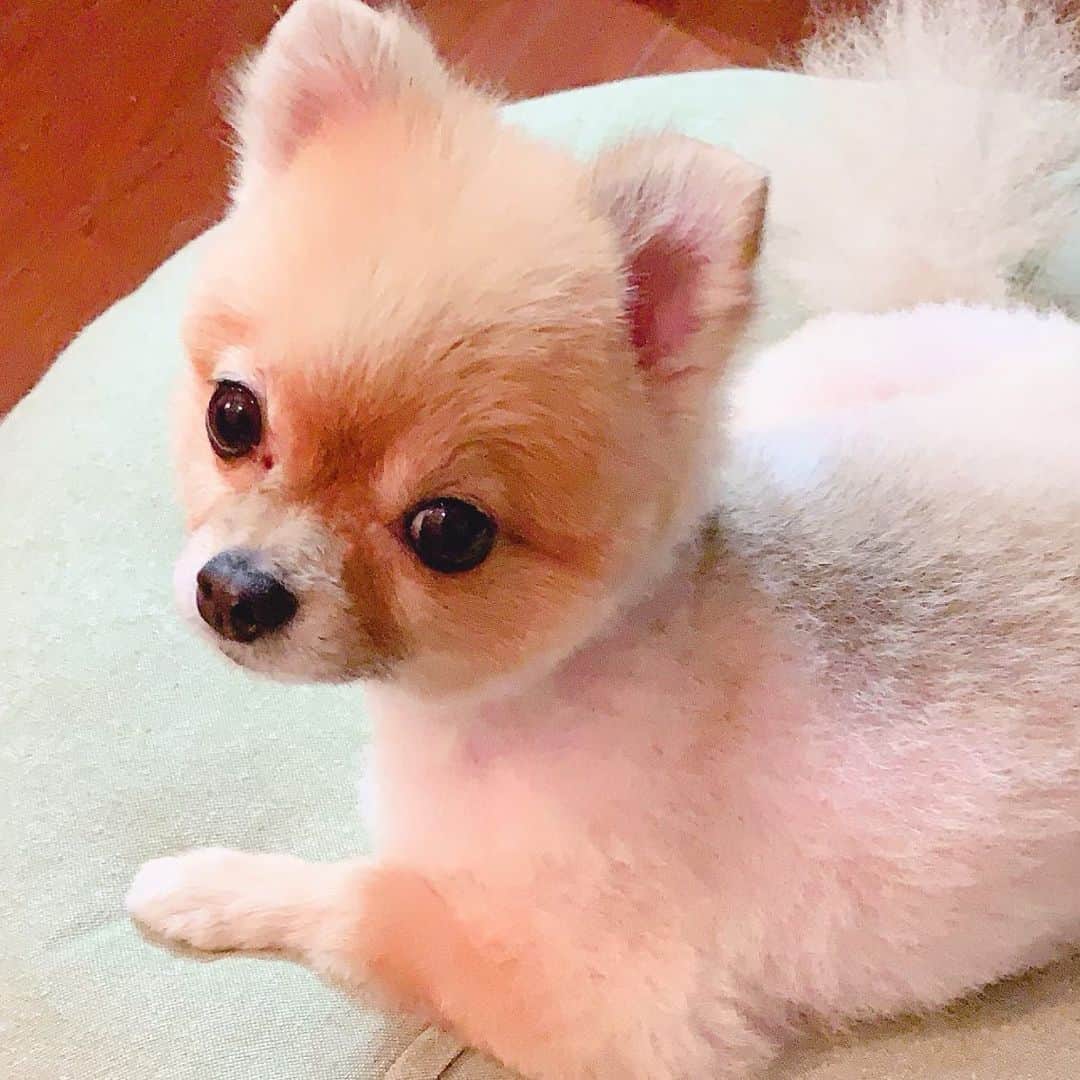 矢島舞美さんのインスタグラム写真 - (矢島舞美Instagram)「. 我が家のポメラニアンのトワレちゃん♪もふもふの毛が暑そうだったので、柴犬カットにしたよ〜♡これはこれで可愛すぎる(//∇//)すっきりして楽そう♡ . . #愛犬#犬#ポメラニアン#いぬ」8月14日 9時20分 - maimiyajima_official_uf