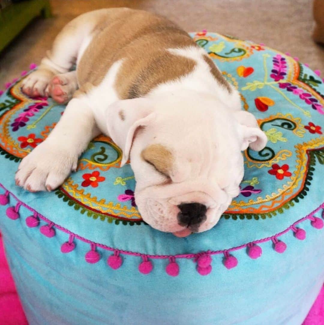 のインスタグラム：「That after Vegas crash 😴 . . . . . #vegas #baby #crash #sleep #puppy #love #bulldog #tuesday #back #to #work」