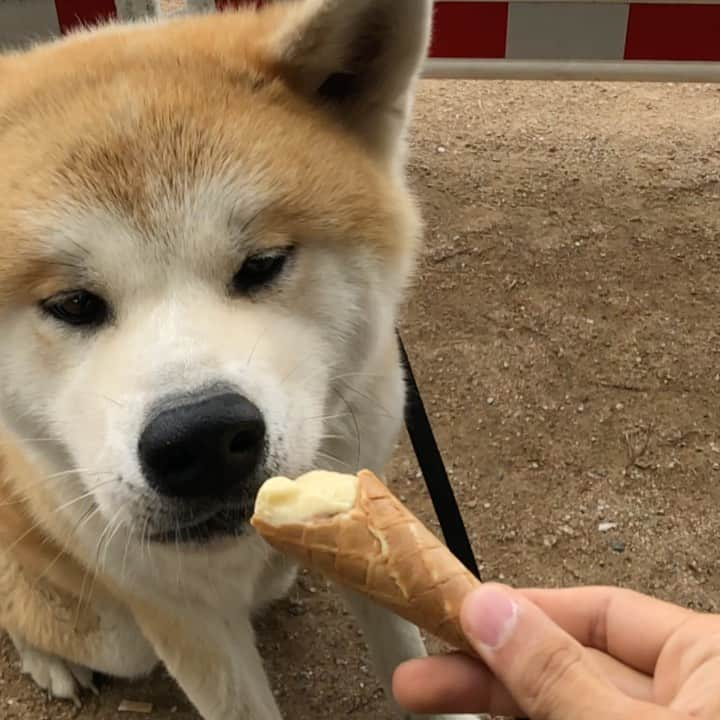 Mikkaのインスタグラム：「Sharing is caring 🐶🍦#akita #akitainu #icecream #doglovesicecream」