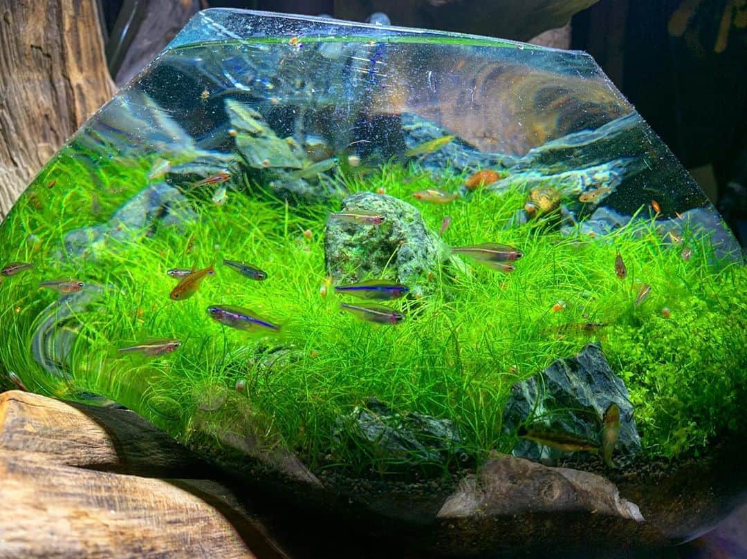 伊勢谷友介さんのインスタグラム写真 - (伊勢谷友介Instagram)「グッナイ。 Good night.  僕のアクアリウム。 My aquarium. #aquarium」8月14日 0時48分 - iseya_yusuke