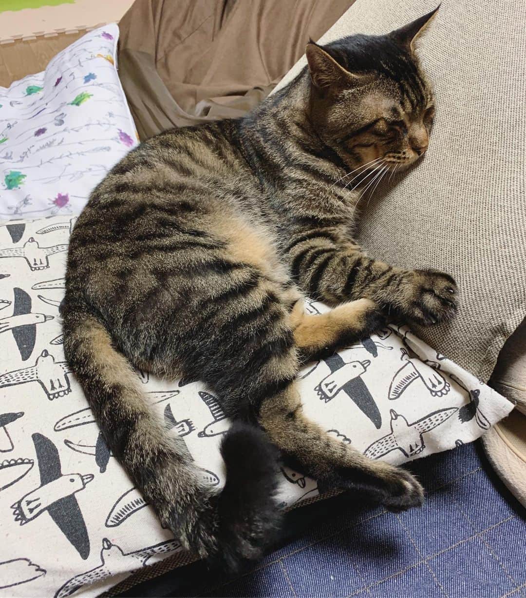 Musashiさんのインスタグラム写真 - (MusashiInstagram)「夜ムサシ。座椅子に張り付いて寝る準備完了。おやすみなさい。Good night. #musashi #mck #cat #キジトラ #ムサシさん #musashi_the_cat #ねこすたぐらむ」8月14日 1時04分 - _daisy