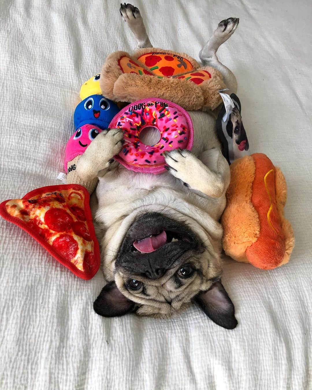itsdougthepugさんのインスタグラム写真 - (itsdougthepugInstagram)「“I get by with a little help from my friends” -Doug • Look at all these doggos enjoying my brand new dog toy line!!! U can get them on Amazon RIGHT NOW (link in bio) - post a photo of ur pet with the toys for a chance to be reposted on my account 🍕」8月14日 1時20分 - itsdougthepug