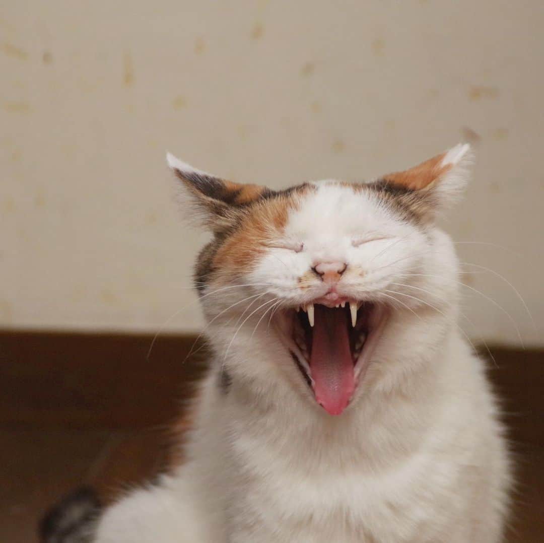 Kachimo Yoshimatsuさんのインスタグラム写真 - (Kachimo YoshimatsuInstagram)「あくび。Big Yawn #uchinonekora #mikeko #neko #cat #catstagram #kachimo #猫 #ねこ #うちの猫ら http://kachimo.exblog.jp」8月14日 1時42分 - kachimo