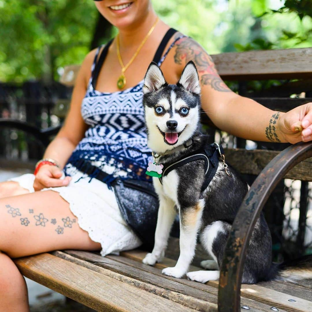 The Dogistさんのインスタグラム写真 - (The DogistInstagram)「Leah, Alaskan Klee Kai (1 y/o), Tompkins Square Park, New York, NY • “She’s 5.5 pounds and talks a lot. If you yell at her she yells back at you.” @leahakk」8月14日 1時49分 - thedogist