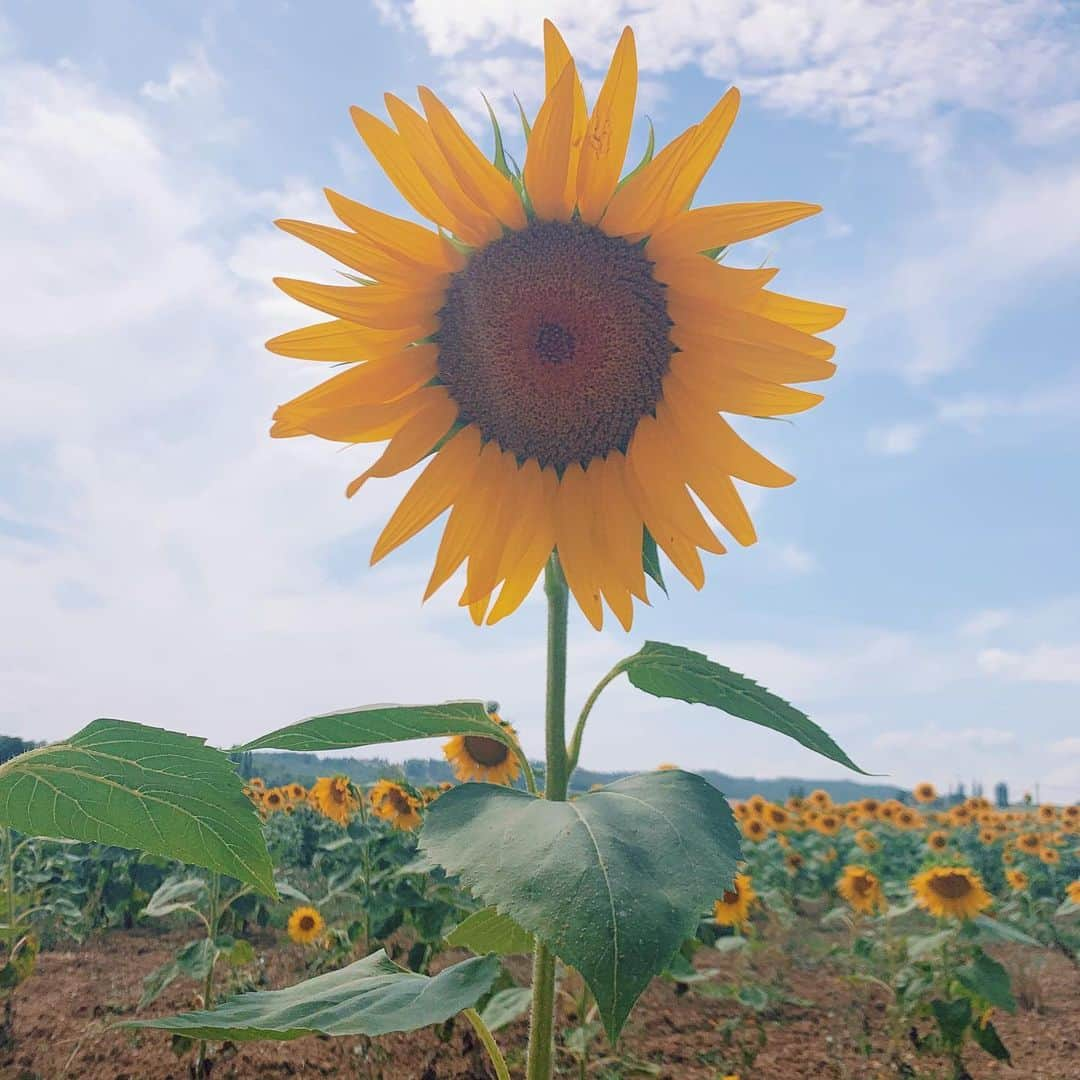 ミランダ・カーさんのインスタグラム写真 - (ミランダ・カーInstagram)「Sunflower love 💕🌻🌈」8月14日 2時00分 - mirandakerr