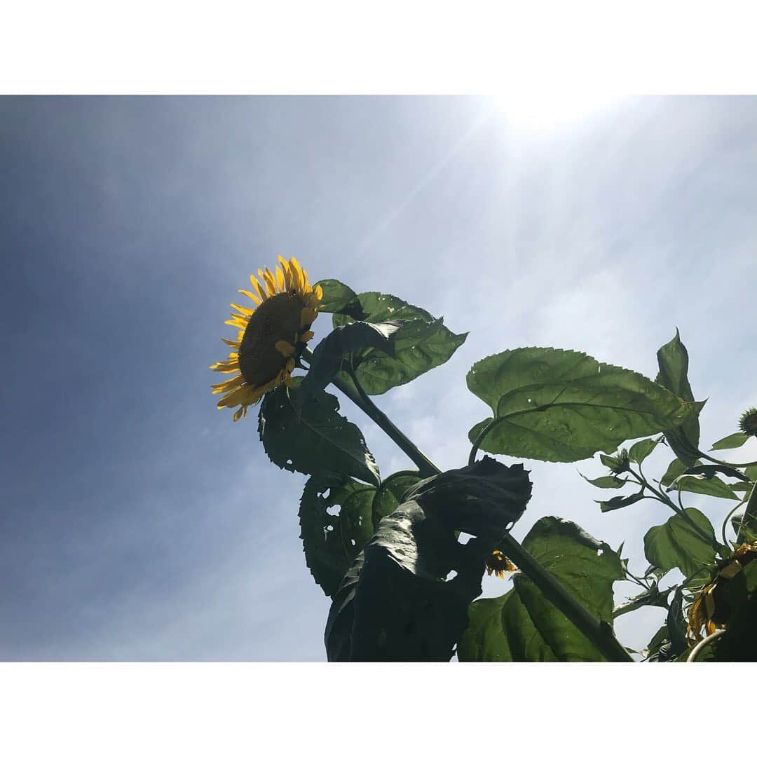 高橋奈苗さんのインスタグラム写真 - (高橋奈苗Instagram)「向日葵🌻 太陽に向かってまっすぐ咲き誇ってる向日葵が好き。 一生懸命なお花だなー！と思ってます。そして誰かの笑顔みたい！  でも、下を向いてる向日葵も沢山あって面白かった笑 ・ 友達がくれたパワーチャージ時間。  もう大好きだ！  #高橋奈七永 #向日葵 #ひまわり #葉山 #音羽の森ホテル #sea #friends  #thankyou」8月14日 1時56分 - nanae_passion_