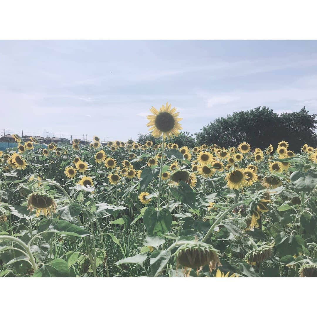 高橋奈苗さんのインスタグラム写真 - (高橋奈苗Instagram)「向日葵🌻 太陽に向かってまっすぐ咲き誇ってる向日葵が好き。 一生懸命なお花だなー！と思ってます。そして誰かの笑顔みたい！  でも、下を向いてる向日葵も沢山あって面白かった笑 ・ 友達がくれたパワーチャージ時間。  もう大好きだ！  #高橋奈七永 #向日葵 #ひまわり #葉山 #音羽の森ホテル #sea #friends  #thankyou」8月14日 1時56分 - nanae_passion_