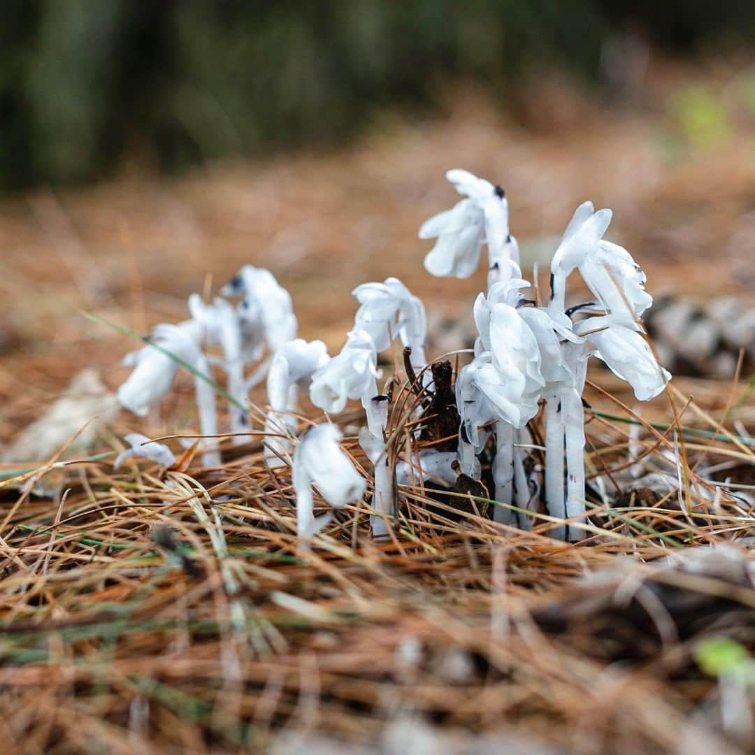 ニューヨーク植物園さんのインスタグラム写真 - (ニューヨーク植物園Instagram)「👻 On walks in the Thain Forest, you'd do well to keep your eyes peeled for these spooky plants. The ghost pipe (#Monotropauniflora) flowers in the shady understory, and contains no chlorophyll for photosynthesis, instead stealing its energy by parasitizing the mycorrhizal fungi that share nutrients with tree roots. You might even call them vampires. 🌲 #plantlove」8月14日 2時03分 - nybg