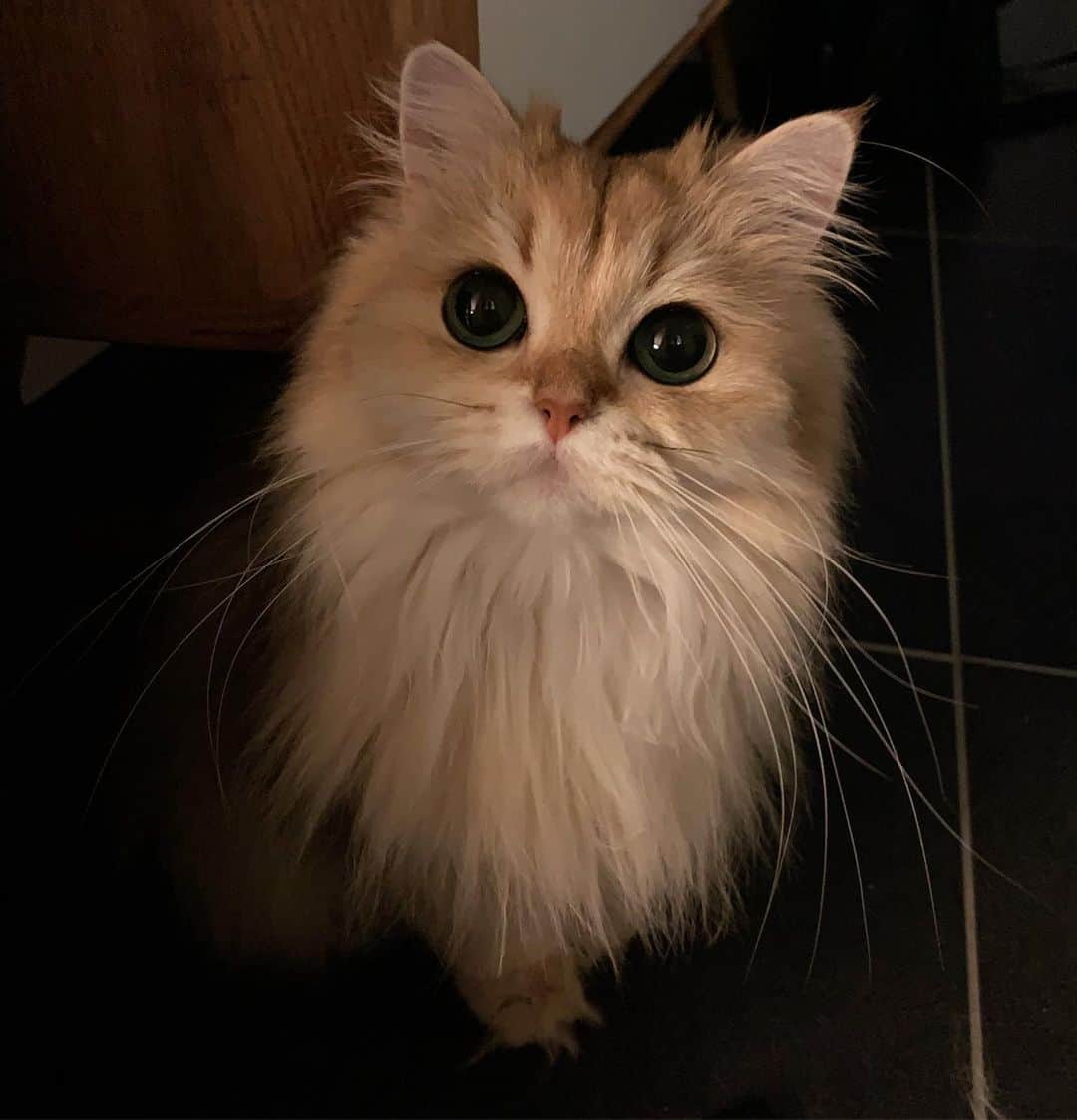 Smoothieさんのインスタグラム写真 - (SmoothieInstagram)「Imagine walking to the bathroom at night when suddenly these eyes pop out of the darkness..」8月14日 2時03分 - smoothiethecat