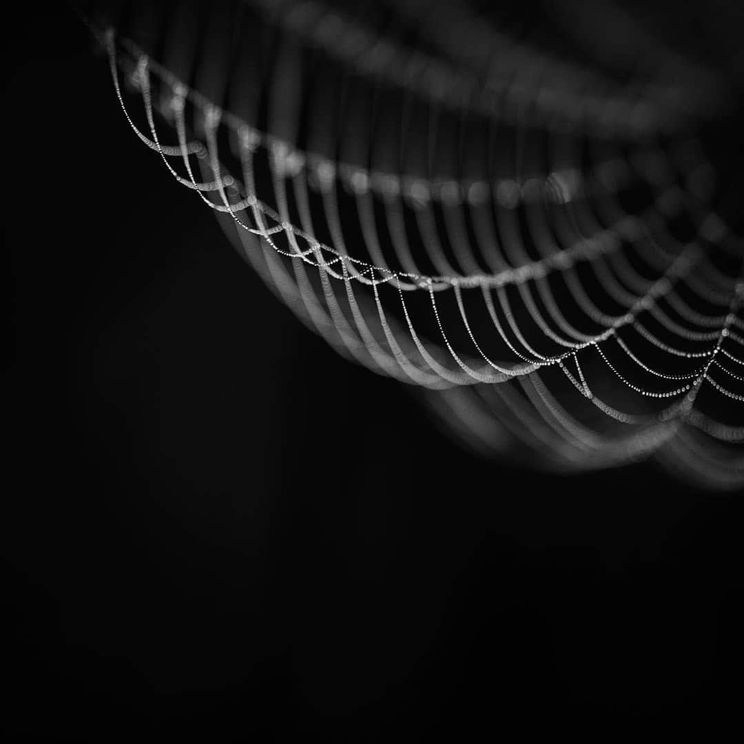 NikonUSAさんのインスタグラム写真 - (NikonUSAInstagram)「From #NikonAmbassador @kristiodom: “So much beauty in such a small place. A spider web in morning dew. Photographed with my #Nikon #Z7 and AF Micro-NIKKOR 200mm f/4D IF-ED.” #NikonNoFilter #NIKKOR #web #spider #blackandwhite #monochrome #NikonLove」8月14日 2時08分 - nikonusa