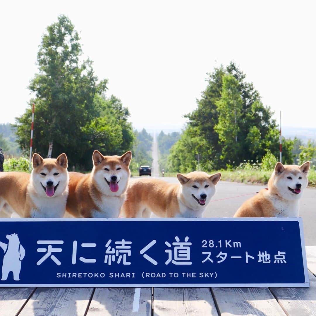 linnmamaさんのインスタグラム写真 - (linnmamaInstagram)「旅は4柴連れ🐕🐕🐕🐕2019北海道編〜6日目〜スワイプしてね😊〜①「天に続く道」(斜里郡斜里町)〜パパがバイク用の地図で見つけてずっと行きたかったライダーに人気の場所❤️〜笑顔で並んだ4柴写真に何とジージー(おじさん)ライダーのパパからダメ出し😱〜「天に続く道」の素晴らしさが写ってない😤〜②撮り直したよ💕〜4柴たちの後ろの道が天に続いている〜ここでお会いしたライダーさん @getter696 も4柴たちの写真をインスタにアップ⤴️してくださいました😍〜ライダー目線だったら、やっぱり道が写ってないとってやっと気づく私😅〜③朝イチはラムサール条約に登録された湿地、野付半島(標津郡標津町)へ〜遊歩道を歩く予定が、途中で水没していて断念😰〜記念写真だけ撮りました😅〜④「地球が丸く見える」標高270mの台地、「開陽台」(標津郡中標津町)〜4柴たちの背後に広がるパノラマはさすが北海道💕〜⑤オシンコシンの滝(斜里郡斜里町)〜涼しくてマイナスイオンたっぷり😊〜⑥夕食は道の駅 パパスランドさっつる(斜里郡清里町)のレストランで、スープカレー〜辛さ2種類から選べる野菜たっぷりの美味しいカレー〜今夜はここで車中泊🚙  #柴犬#dog#柴犬凜の勇気凜々everyday#shibastagram#北海道#Hokkaido#旅#天に続く道」8月14日 2時15分 - linnmama