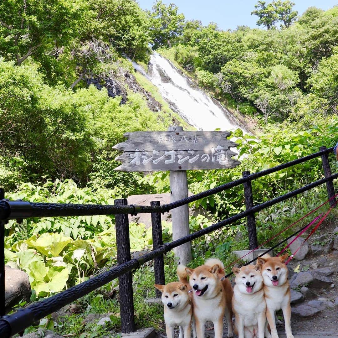 linnmamaさんのインスタグラム写真 - (linnmamaInstagram)「旅は4柴連れ🐕🐕🐕🐕2019北海道編〜6日目〜スワイプしてね😊〜①「天に続く道」(斜里郡斜里町)〜パパがバイク用の地図で見つけてずっと行きたかったライダーに人気の場所❤️〜笑顔で並んだ4柴写真に何とジージー(おじさん)ライダーのパパからダメ出し😱〜「天に続く道」の素晴らしさが写ってない😤〜②撮り直したよ💕〜4柴たちの後ろの道が天に続いている〜ここでお会いしたライダーさん @getter696 も4柴たちの写真をインスタにアップ⤴️してくださいました😍〜ライダー目線だったら、やっぱり道が写ってないとってやっと気づく私😅〜③朝イチはラムサール条約に登録された湿地、野付半島(標津郡標津町)へ〜遊歩道を歩く予定が、途中で水没していて断念😰〜記念写真だけ撮りました😅〜④「地球が丸く見える」標高270mの台地、「開陽台」(標津郡中標津町)〜4柴たちの背後に広がるパノラマはさすが北海道💕〜⑤オシンコシンの滝(斜里郡斜里町)〜涼しくてマイナスイオンたっぷり😊〜⑥夕食は道の駅 パパスランドさっつる(斜里郡清里町)のレストランで、スープカレー〜辛さ2種類から選べる野菜たっぷりの美味しいカレー〜今夜はここで車中泊🚙  #柴犬#dog#柴犬凜の勇気凜々everyday#shibastagram#北海道#Hokkaido#旅#天に続く道」8月14日 2時15分 - linnmama