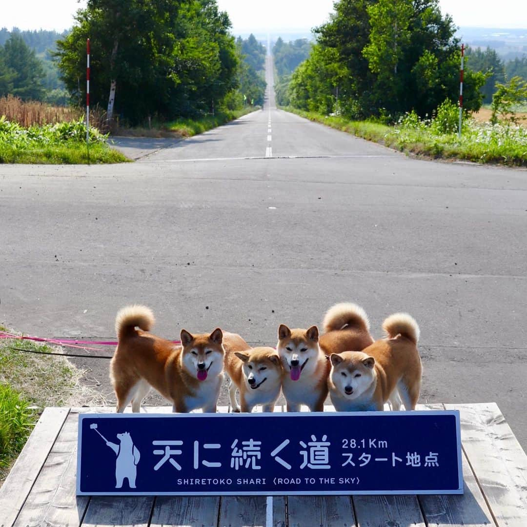 linnmamaさんのインスタグラム写真 - (linnmamaInstagram)「旅は4柴連れ🐕🐕🐕🐕2019北海道編〜6日目〜スワイプしてね😊〜①「天に続く道」(斜里郡斜里町)〜パパがバイク用の地図で見つけてずっと行きたかったライダーに人気の場所❤️〜笑顔で並んだ4柴写真に何とジージー(おじさん)ライダーのパパからダメ出し😱〜「天に続く道」の素晴らしさが写ってない😤〜②撮り直したよ💕〜4柴たちの後ろの道が天に続いている〜ここでお会いしたライダーさん @getter696 も4柴たちの写真をインスタにアップ⤴️してくださいました😍〜ライダー目線だったら、やっぱり道が写ってないとってやっと気づく私😅〜③朝イチはラムサール条約に登録された湿地、野付半島(標津郡標津町)へ〜遊歩道を歩く予定が、途中で水没していて断念😰〜記念写真だけ撮りました😅〜④「地球が丸く見える」標高270mの台地、「開陽台」(標津郡中標津町)〜4柴たちの背後に広がるパノラマはさすが北海道💕〜⑤オシンコシンの滝(斜里郡斜里町)〜涼しくてマイナスイオンたっぷり😊〜⑥夕食は道の駅 パパスランドさっつる(斜里郡清里町)のレストランで、スープカレー〜辛さ2種類から選べる野菜たっぷりの美味しいカレー〜今夜はここで車中泊🚙  #柴犬#dog#柴犬凜の勇気凜々everyday#shibastagram#北海道#Hokkaido#旅#天に続く道」8月14日 2時15分 - linnmama