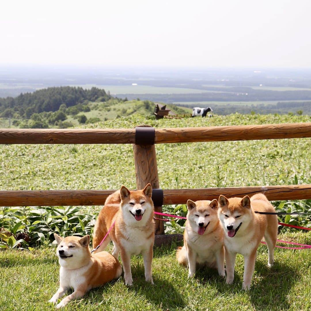 linnmamaさんのインスタグラム写真 - (linnmamaInstagram)「旅は4柴連れ🐕🐕🐕🐕2019北海道編〜6日目〜スワイプしてね😊〜①「天に続く道」(斜里郡斜里町)〜パパがバイク用の地図で見つけてずっと行きたかったライダーに人気の場所❤️〜笑顔で並んだ4柴写真に何とジージー(おじさん)ライダーのパパからダメ出し😱〜「天に続く道」の素晴らしさが写ってない😤〜②撮り直したよ💕〜4柴たちの後ろの道が天に続いている〜ここでお会いしたライダーさん @getter696 も4柴たちの写真をインスタにアップ⤴️してくださいました😍〜ライダー目線だったら、やっぱり道が写ってないとってやっと気づく私😅〜③朝イチはラムサール条約に登録された湿地、野付半島(標津郡標津町)へ〜遊歩道を歩く予定が、途中で水没していて断念😰〜記念写真だけ撮りました😅〜④「地球が丸く見える」標高270mの台地、「開陽台」(標津郡中標津町)〜4柴たちの背後に広がるパノラマはさすが北海道💕〜⑤オシンコシンの滝(斜里郡斜里町)〜涼しくてマイナスイオンたっぷり😊〜⑥夕食は道の駅 パパスランドさっつる(斜里郡清里町)のレストランで、スープカレー〜辛さ2種類から選べる野菜たっぷりの美味しいカレー〜今夜はここで車中泊🚙  #柴犬#dog#柴犬凜の勇気凜々everyday#shibastagram#北海道#Hokkaido#旅#天に続く道」8月14日 2時15分 - linnmama