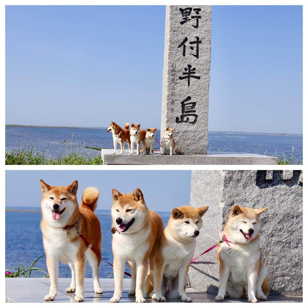 linnmamaさんのインスタグラム写真 - (linnmamaInstagram)「旅は4柴連れ🐕🐕🐕🐕2019北海道編〜6日目〜スワイプしてね😊〜①「天に続く道」(斜里郡斜里町)〜パパがバイク用の地図で見つけてずっと行きたかったライダーに人気の場所❤️〜笑顔で並んだ4柴写真に何とジージー(おじさん)ライダーのパパからダメ出し😱〜「天に続く道」の素晴らしさが写ってない😤〜②撮り直したよ💕〜4柴たちの後ろの道が天に続いている〜ここでお会いしたライダーさん @getter696 も4柴たちの写真をインスタにアップ⤴️してくださいました😍〜ライダー目線だったら、やっぱり道が写ってないとってやっと気づく私😅〜③朝イチはラムサール条約に登録された湿地、野付半島(標津郡標津町)へ〜遊歩道を歩く予定が、途中で水没していて断念😰〜記念写真だけ撮りました😅〜④「地球が丸く見える」標高270mの台地、「開陽台」(標津郡中標津町)〜4柴たちの背後に広がるパノラマはさすが北海道💕〜⑤オシンコシンの滝(斜里郡斜里町)〜涼しくてマイナスイオンたっぷり😊〜⑥夕食は道の駅 パパスランドさっつる(斜里郡清里町)のレストランで、スープカレー〜辛さ2種類から選べる野菜たっぷりの美味しいカレー〜今夜はここで車中泊🚙  #柴犬#dog#柴犬凜の勇気凜々everyday#shibastagram#北海道#Hokkaido#旅#天に続く道」8月14日 2時15分 - linnmama