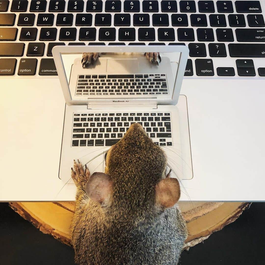 Jillさんのインスタグラム写真 - (JillInstagram)「Jill got this squirrel-sized laptop for her birthday last year. Now we match. 👯 . . . #petsquirrel #squirrel #squirrels #squirrellove #squirrellife #squirrelsofig #squirrelsofinstagram #easterngreysquirrel #easterngraysquirrel #ilovesquirrels #petsofinstagram #jillthesquirrel #thisgirlisasquirrel #mini #minilaptop」8月14日 2時44分 - this_girl_is_a_squirrel