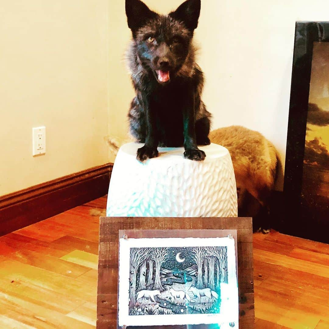 Rylaiさんのインスタグラム写真 - (RylaiInstagram)「Grand opening Silent auction update:  When: oct 6 at the From Russia with Love Gala!! Tickets on sale on our website www.jabcecc.org . Auction item: one of a kind framed artwork donated by by @menis_art . Huge thank you to @menis_art for the absolutely gorgeous artwork!!! It is definitely approved by Mikhail and Viktor!! . @carboncardiff thank you for finding such a beautifully talented artist to donate for our fundraiser!! .if you are an artist and would like to donate something for our silent auction - please let us know! . . .  #fundraiser #originalartwork #oneofakind #donate #art #mikhail #viktor #redfox #silverfox #artworkforfoxes #support #sandiego #givingback #passion #frwl #jabcecc #fundraisingforacause #artforacause #supportlocal #dogs #wolves #foxes」8月14日 2時58分 - jabcecc