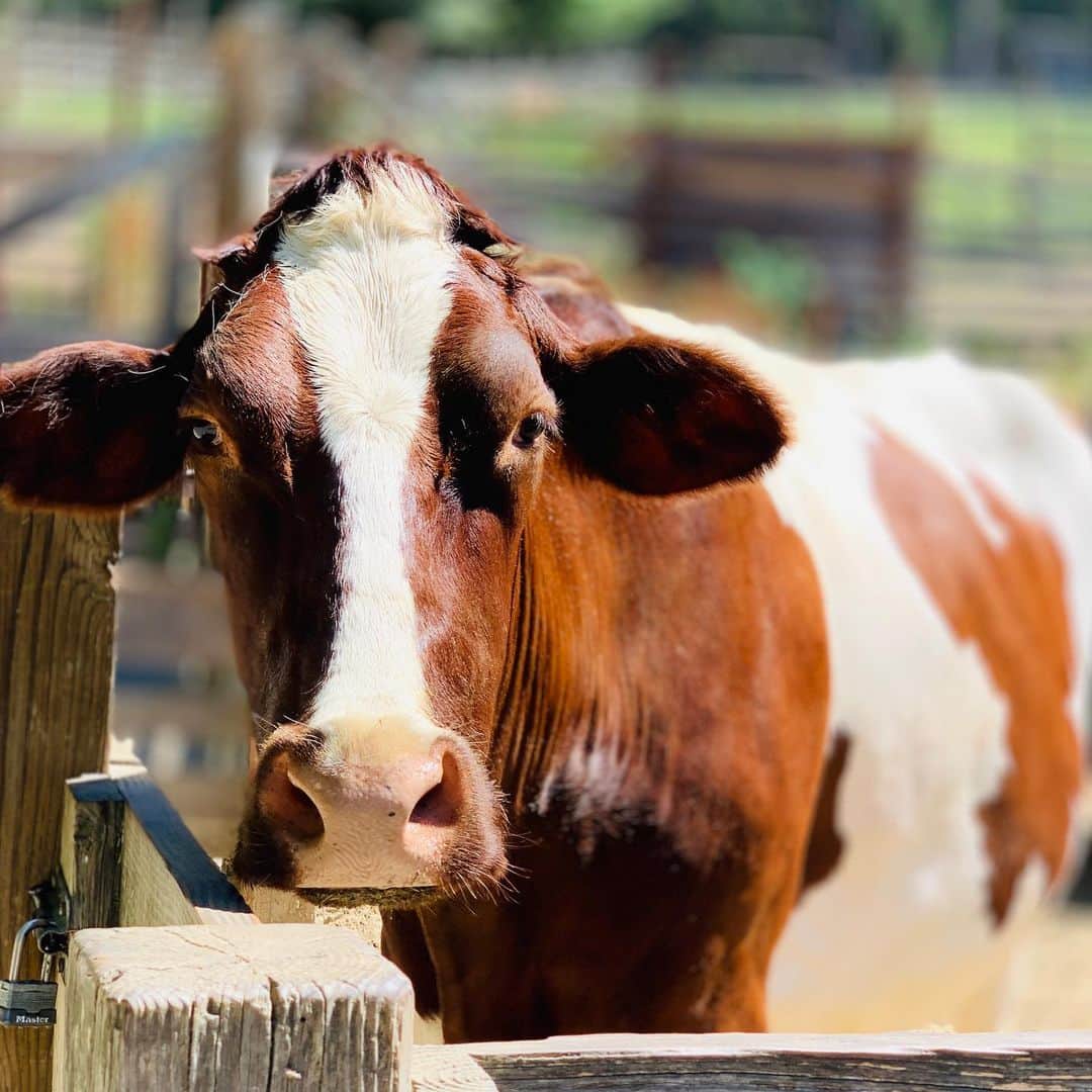 のインスタグラム：「#Caw at #LittleFarm, #TildenPark in #Berkeley.  #🐄」