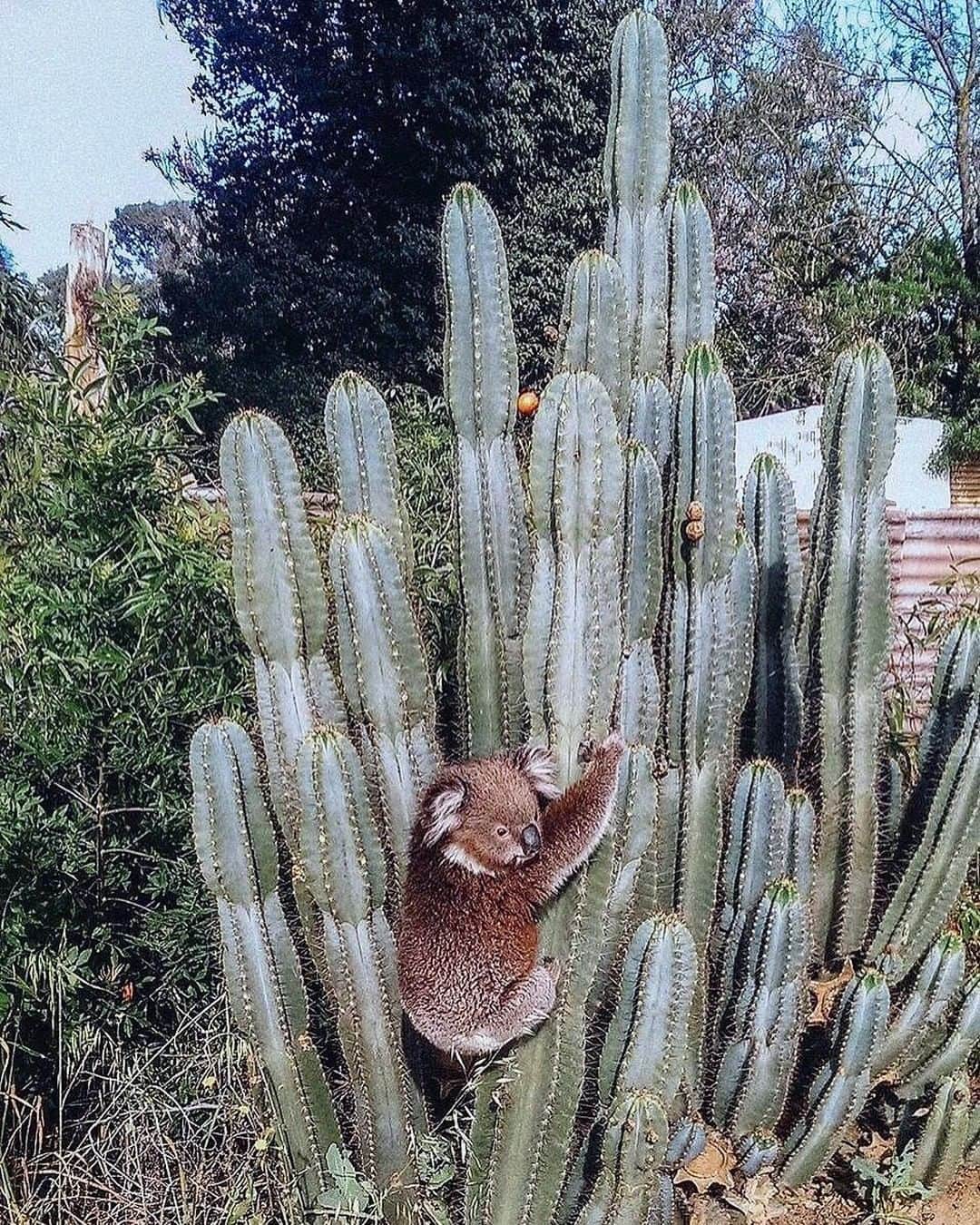 Australiaさんのインスタグラム写真 - (AustraliaInstagram)「Doesn’t it succ when you pick the wrong tree? 🐨🌵 Don’t worry, according to @cactuscountry this #koala is a frequent visitor to their garden and was just briefly trying out this giant #cactus before returning to its usual tree of choice. Located around three hours from @visitmelbourne, this cactus garden in the @visitthemurray region has more than 4,000 species of cacti and succulents, you can spend a whole day exploring all the walking trails trying to see them all. Our tip: Don’t leave without trying their cactus cake and cactus ice cream at the restaurant. 😋  #seeaustralia #visitvictoria #visitthemurray #cactuscountry #wildlifephotography #travel」8月14日 4時00分 - australia