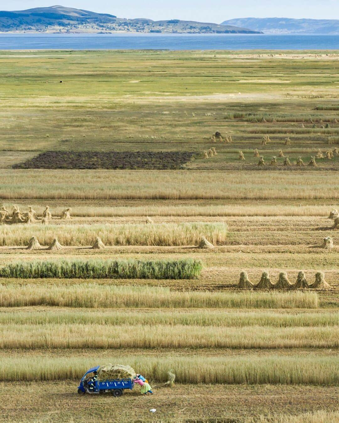 ナショナルジオグラフィックさんのインスタグラム写真 - (ナショナルジオグラフィックInstagram)「Photo by George Steinmetz @geosteinmetz | Aymara women give a push to a three-wheel Chinese pickup after loading wild oats, harvested near the shores of Lake Titicaca, Peru. Most of the Aymara eke out a very basic living by hand, with little more than a hectare of land. The international demand for quinoa has helped bring some much needed income to this aging population of subsistence farmers. #Altiplano #LakeTiticaca #AymaraTo view more of our world from above, follow @geosteinmetz.」8月14日 4時27分 - natgeo