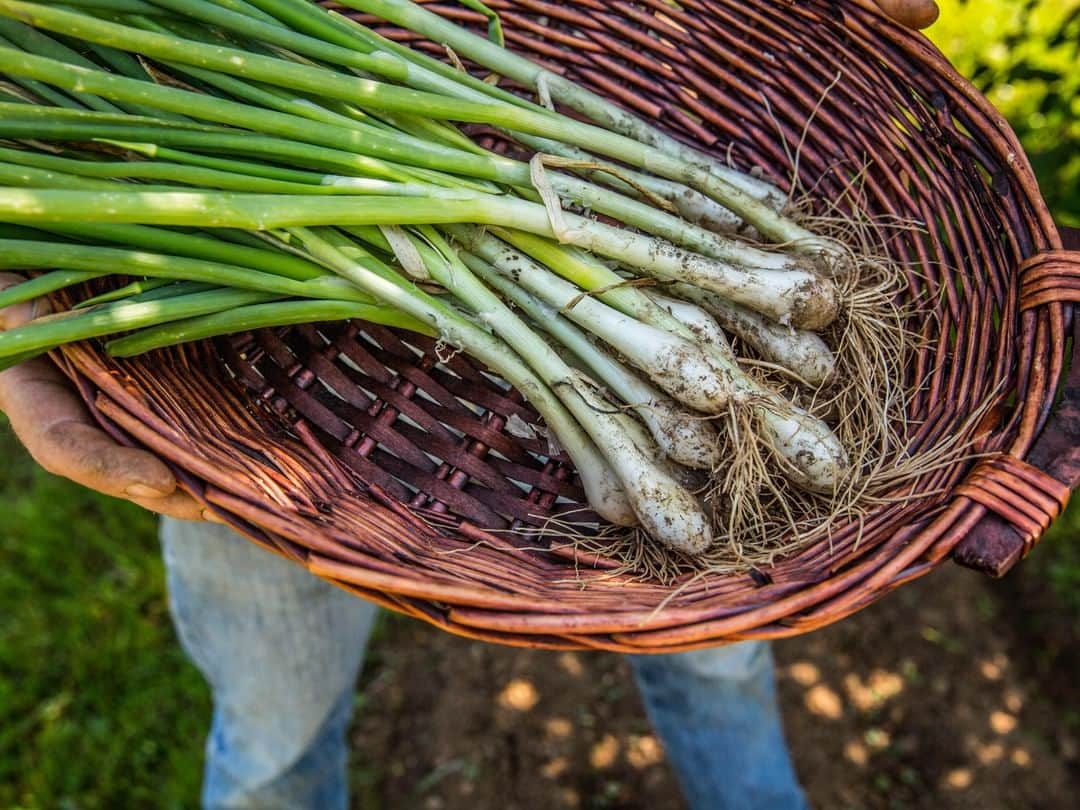 HGTVさんのインスタグラム写真 - (HGTVInstagram)「There's still time to try out your green thumb this season! Depending on where you live, you can plant these vegetables now for a harvest in the fall. See the full list at the link in our bio. What's been most bountiful in your garden this year? 🍅🍆🥦🥒 . . . #vegetablegarden #homesteading #gardening」8月14日 5時00分 - hgtv