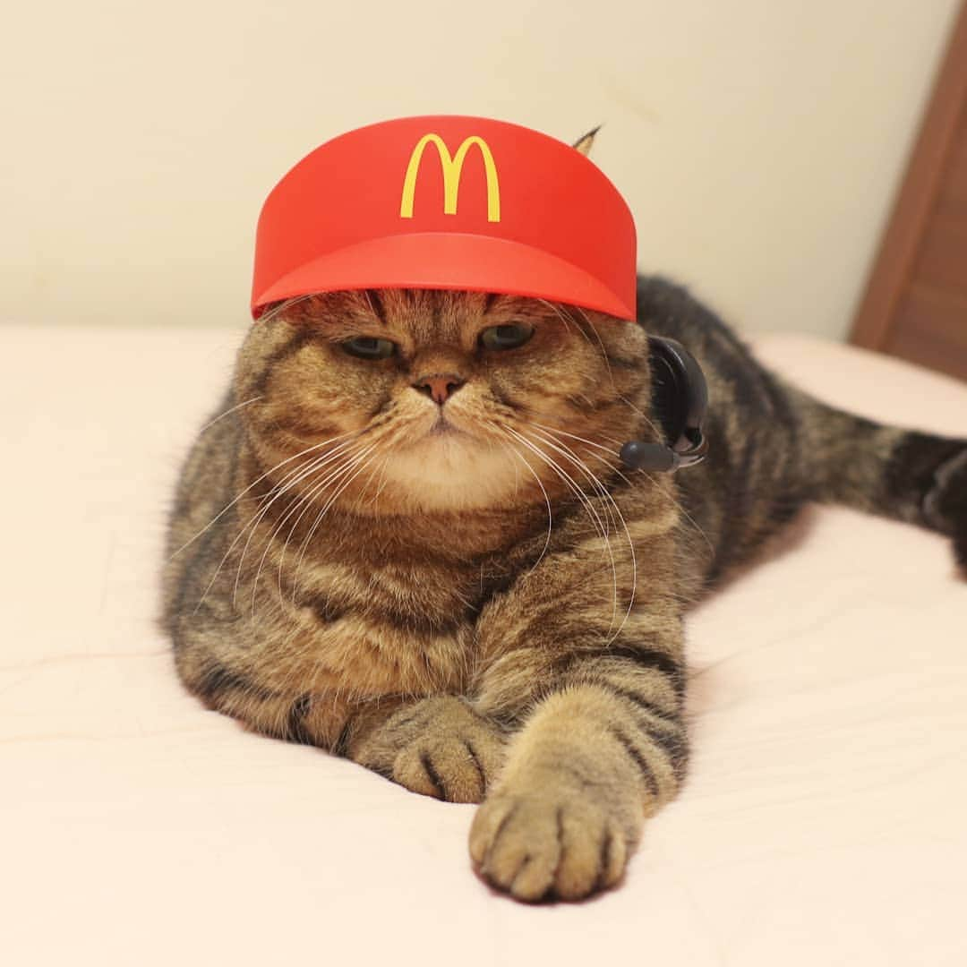 寅次郎（とらちゃん）さんのインスタグラム写真 - (寅次郎（とらちゃん）Instagram)「☆ Welcome to McDonald🍔🍟 . いらっしゃいにゃせ～ . お盆休みには #マクドナルド の寅イブスルーをご利用くださいにゃ . Thanks❤ @shirukotan #レンタル衣装部大中小 . #なりきりマクドナルド #出遅れ感あるけど😹 #mcdonalds #ゴマパン祭 . .」8月14日 5時44分 - torachanthecat