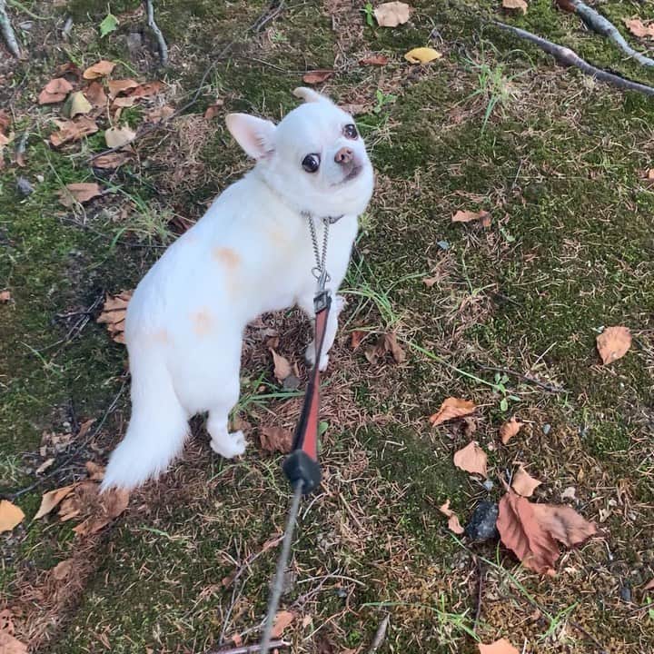 KORIKIのインスタグラム：「おはようございます♪ * #朝ん歩 #dogofsapporo #dog, #dogs, #dogstagram,#chihuahua,#犬バカ部,#チワワ,#koriki, #hanadog #白スムチ連合会, #スムチー,  #dogofthedayjp, #dogoftheday  #ilovemydog #instadog #instapet #WhiteChihuahua  #吉娃娃 #치와와  #dogsofinstagram #Chihuahualover  #チワワの輪 #barkbox #WhiteChihuahuaParty #もふもふモフモフ」