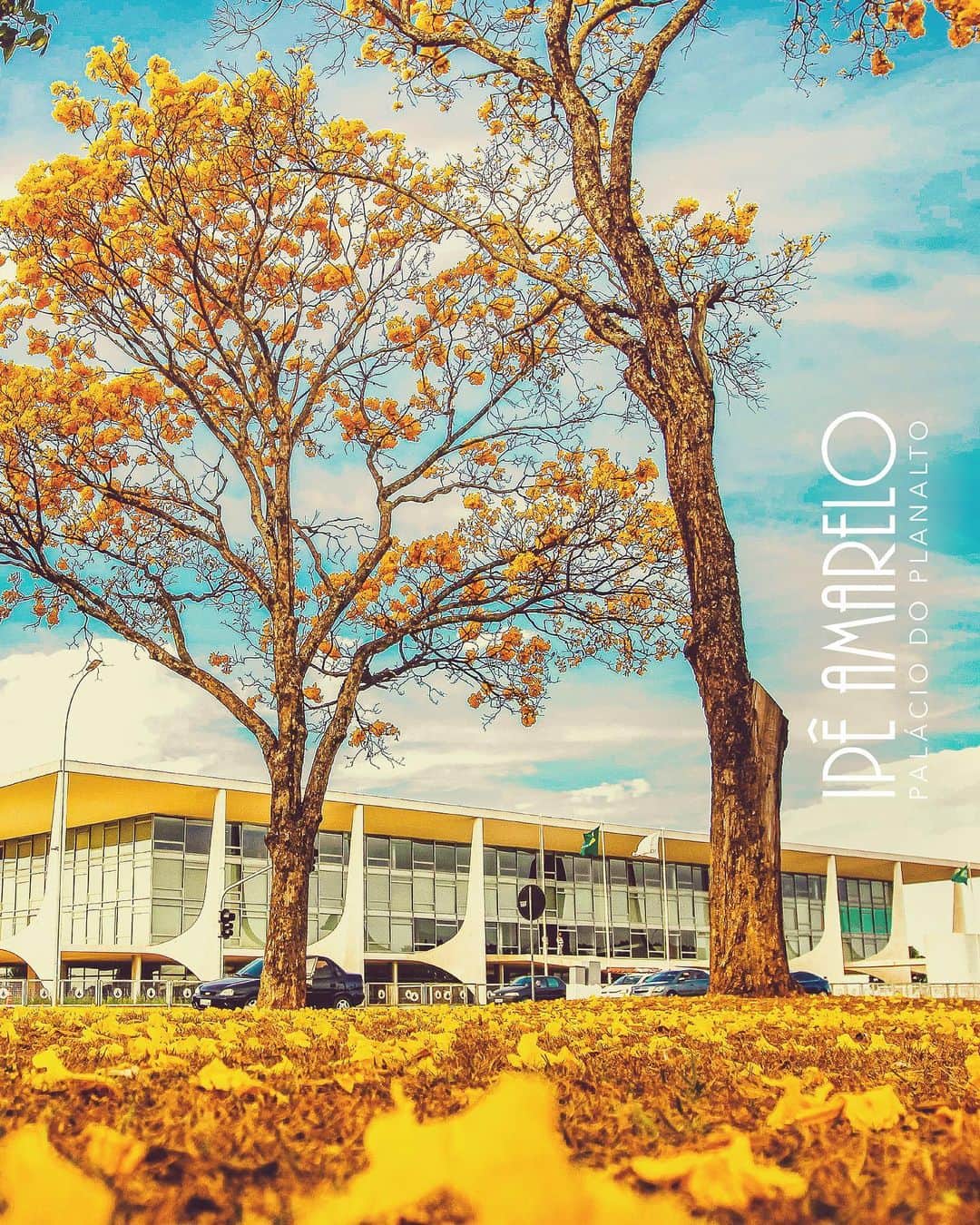 ジルマ・ルセフさんのインスタグラム写真 - (ジルマ・ルセフInstagram)「IPÊS DA CAPITAL Chegou a época dos ipês amarelos na capital. Muitas cores para emoldurar a paisagem e a arquitetura. #brasilia #planalto #ipes」8月14日 6時14分 - presidenciadobrasil