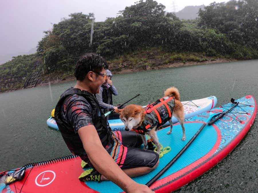 BlackRed shibasさんのインスタグラム写真 - (BlackRed shibasInstagram)「tropical rain!!! . 上流から下った途中で通り雨… 5分位… むさしもママも頑張った。 まぁこれはこれで気持ち良い。 . You Only Live Once. @yoloboard #yoloboard . #goprohero7 @gopro @goprojp . . #GoProJP #neneandmusashi2019 #GoPro #ゴープロ #shiba #shibinu #柴犬 #しばいぬ #japan #gopropets #lovely #cute #goprodog #goproのある生活 #happy #goprodog #gopropets #otvadventures #besomedoggy #doggo #goprodogsquad #redpaddleco #capturedifferent #柴犬ライフ #gopro7 #goprohero7black #sup #大台町」8月14日 6時20分 - black_red_jp