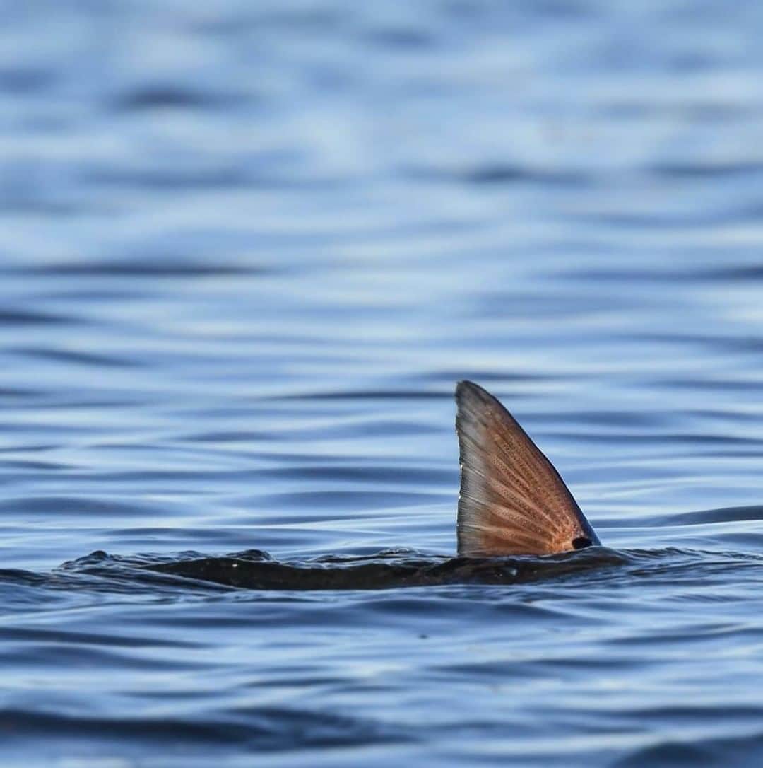 Costa Sunglassesのインスタグラム：「Copper calling card. 📷: @davidmcleafphoto #SeeWhatsOutThere」