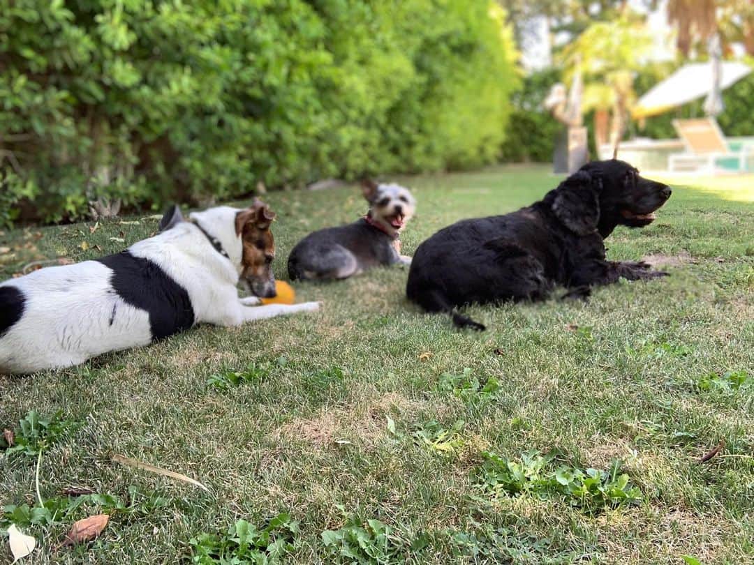 ジョン・バロウマンさんのインスタグラム写真 - (ジョン・バロウマンInstagram)「Chillin with dada in the garden. #hammock #doglove jb」8月14日 6時50分 - johnscotbarrowman