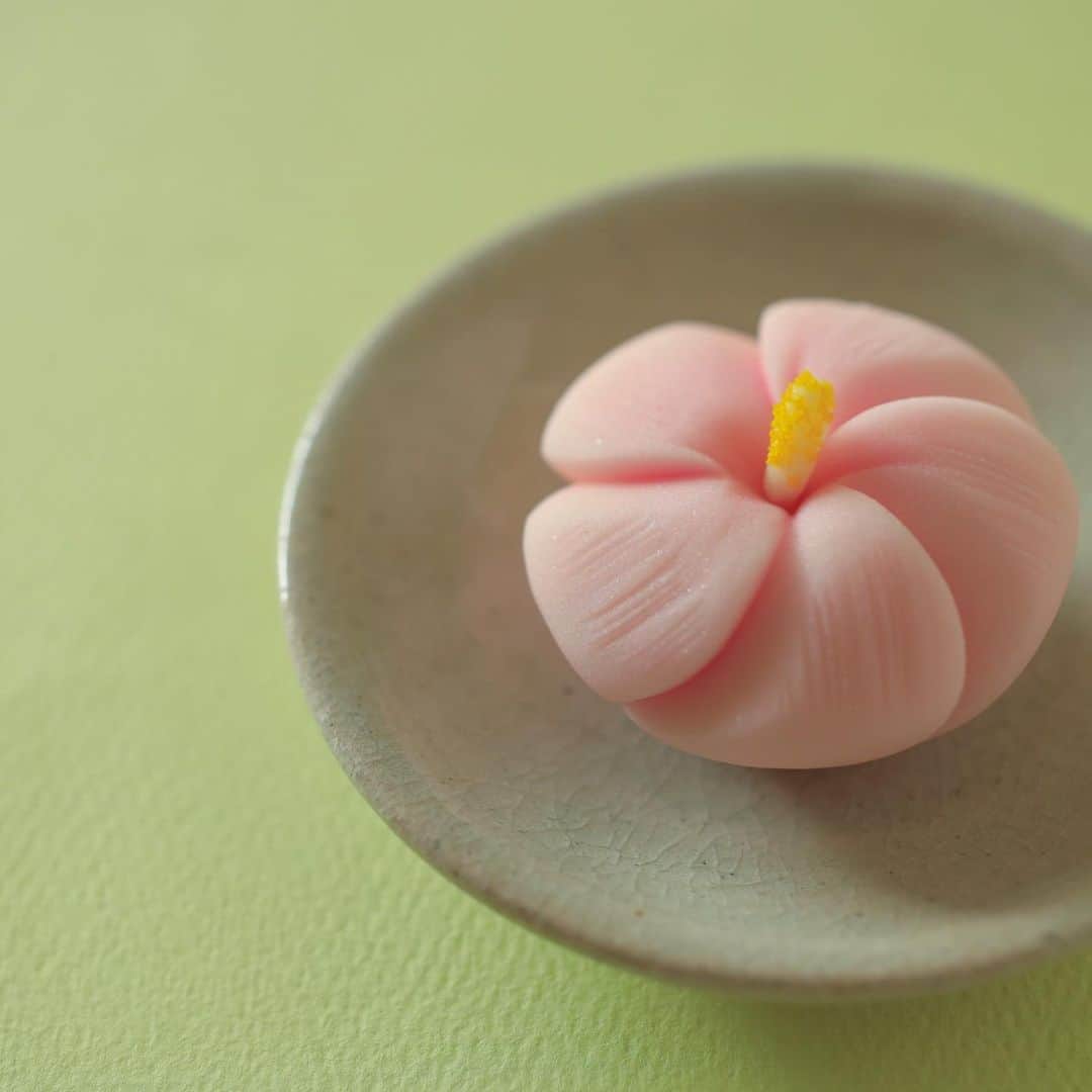 のインスタグラム：「今日の和菓子はねりきりで作った酔芙蓉です。 ねりきりとは白餡に餅や芋を混ぜて作った和菓子で 茶道 で使われる「主菓子」の一種です。 撮影 用に作成しました。 福泉堂は昨日、８月１３日が1年間で一番忙しい日です。 台風が来る日が少しずれて客足には影響が無かったと思いますが 今後の状況が不安です。 大きな被害が出ないことを祈っています。  フェイスブックページのいいね！もよろしくお願いします。 https://www.facebook.com/shishisu/ Today's wagashi is Hibiscus mutabilis with Nerikiri. The Nerikiri is the material of wagashi made by mixing the rice cake and yam in white bean. Is a kind of "Jounamagashi" as used in the tea ceremony. The sweets I've made for the shooting.  #福泉堂  #和菓子  #おいしい #funny #my_eos_photo #出雲  #wp_delicious_jp #カメラ好きな人と繋がりたい  #写真好きな人と繋がりたい　 #model #お盆 #台風１０号 #Japan #wagashi  #جميل #красивый #ファインダー越しの世界 #design #work #ig_color  #일본디저트  #Mignon  #igfood #lifestylenipponpic #photooftheday #สวย #sweets #kawaii #夏」