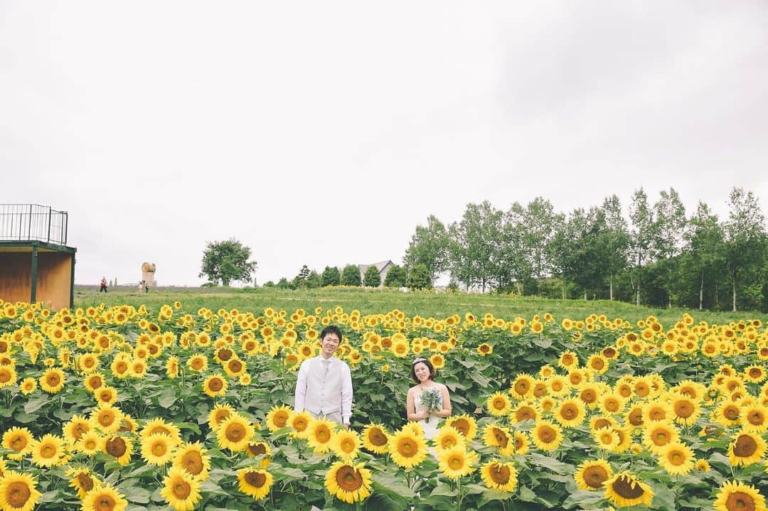 STUDIO SOLAさんのインスタグラム写真 - (STUDIO SOLAInstagram)「ひまわり畑🌻 . Photo: @y_yamamura_tvb  Hairmake: @yurie.hm_aquaasakusa . お問い合わせはトップページ https://st-sola.jp/ よりご覧下さい。 . .  #スタジオsola #STUDIOSOLA #スタジオソラ  @decollte_weddingphoto @decollte_weddingstyle @d_weddingphoto_jp #weddingphoto  #instagood #結婚式前撮り #新婚旅行 #チェリフォト #北海道旅行 #富良野 #北海道前撮り#牧場 #ロケーションフォト #tokyo_camera_club #前撮り#東京カメラ部 #weddingdress #prewedding #写真好きな人と繋がりたい #2019春婚 #ひまわり畑  #ラベンダー  #ウエディングヘア #wedding #結婚写真 #前撮り #プレ花嫁#卒花嫁 #日本中のプレ花嫁さんと繋がりたい #結婚式 #結婚式準備」8月14日 7時31分 - studiosola_hokkaido