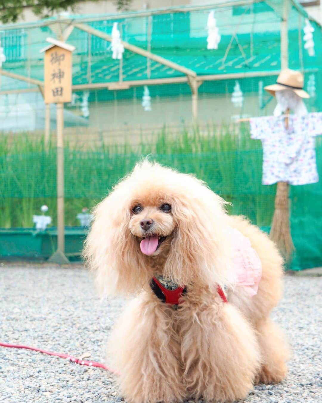 Toypoodle Mikuru?Asakusa Tokyoさんのインスタグラム写真 - (Toypoodle Mikuru?Asakusa TokyoInstagram)「20190814 Wednesday. Good morning! Friends 💕 家を出た時は涼しいかな？と思ったけど やっぱり今朝も暑かった🥵 . ❶ 反抗期😛 ❷ みくるんと案山子 浅草の田圃 ❸ オニクの神様✨ ❹ 肉活動画 . えーっと なりすましアカウントが作られております。 アイコンも投稿もコピーされてます。 アカウントもソックリです。 決して私ではありません！ もし、ご迷惑をおかけするような事がありましたらご連絡ください。 現在Facebookさん(Instagram)側と色々やりとりしております。 . ただでさえ忙しいのに 一昨日からかなり労力使っております。 もーやだー . #みくるのことで手一杯なのに #こんな時にやめてください #削除してください」8月14日 7時37分 - purapura299