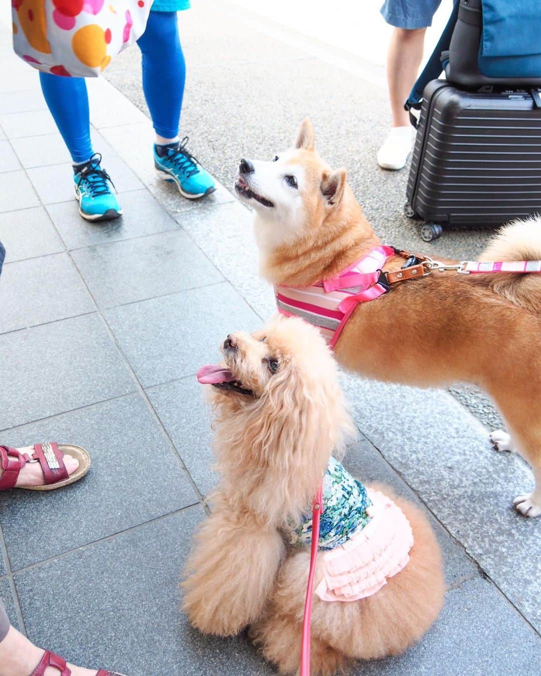 Toypoodle Mikuru?Asakusa Tokyoさんのインスタグラム写真 - (Toypoodle Mikuru?Asakusa TokyoInstagram)「20190814 Wednesday. Good morning! Friends 💕 家を出た時は涼しいかな？と思ったけど やっぱり今朝も暑かった🥵 . ❶ 反抗期😛 ❷ みくるんと案山子 浅草の田圃 ❸ オニクの神様✨ ❹ 肉活動画 . えーっと なりすましアカウントが作られております。 アイコンも投稿もコピーされてます。 アカウントもソックリです。 決して私ではありません！ もし、ご迷惑をおかけするような事がありましたらご連絡ください。 現在Facebookさん(Instagram)側と色々やりとりしております。 . ただでさえ忙しいのに 一昨日からかなり労力使っております。 もーやだー . #みくるのことで手一杯なのに #こんな時にやめてください #削除してください」8月14日 7時37分 - purapura299