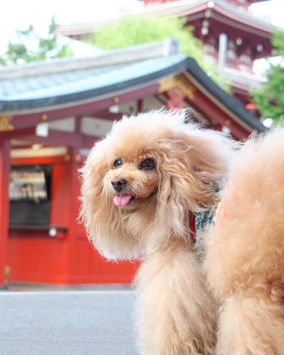 Toypoodle Mikuru?Asakusa Tokyoのインスタグラム：「20190814 Wednesday. Good morning! Friends 💕 家を出た時は涼しいかな？と思ったけど やっぱり今朝も暑かった🥵 . ❶ 反抗期😛 ❷ みくるんと案山子 浅草の田圃 ❸ オニクの神様✨ ❹ 肉活動画 . えーっと なりすましアカウントが作られております。 アイコンも投稿もコピーされてます。 アカウントもソックリです。 決して私ではありません！ もし、ご迷惑をおかけするような事がありましたらご連絡ください。 現在Facebookさん(Instagram)側と色々やりとりしております。 . ただでさえ忙しいのに 一昨日からかなり労力使っております。 もーやだー . #みくるのことで手一杯なのに #こんな時にやめてください #削除してください」