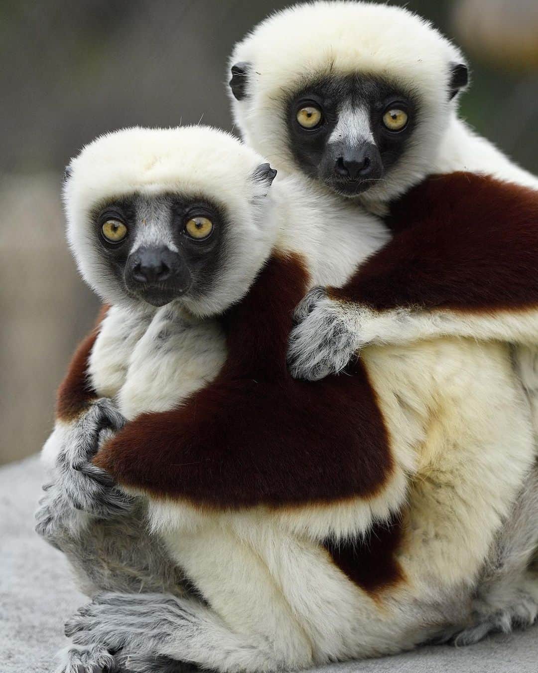 San Diego Zooさんのインスタグラム写真 - (San Diego ZooInstagram)「And the cutest lemur couple award goes to ... 🥁 ... Agrippina and Thrax! Cozy up to this fun fact: Sifaka group members huddle together on cold nights. Individuals will sit single-file along a branch, to help retain heat. Some have described the sight as appearing similar to people on a toboggan. #sandiegozoo #cutestcoupleaward #sifaka #sdzooAfricaRocks 📷 Debbie Beals」8月14日 7時58分 - sandiegozoo